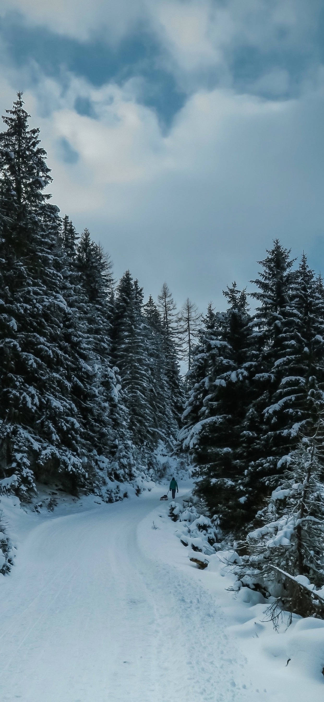 Download Snow Trees Winter iPhone Wallpaper