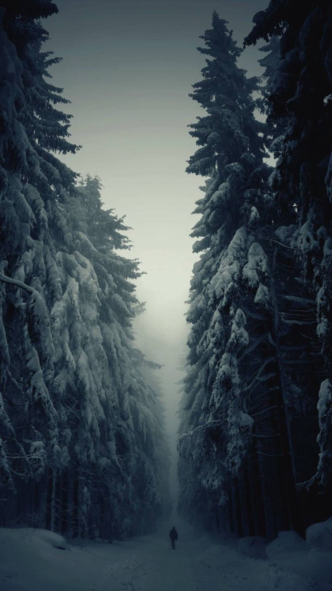 Snow Forest Lonely Walk IPhone Wallpaper Wallpaper, iPhone Wallpaper