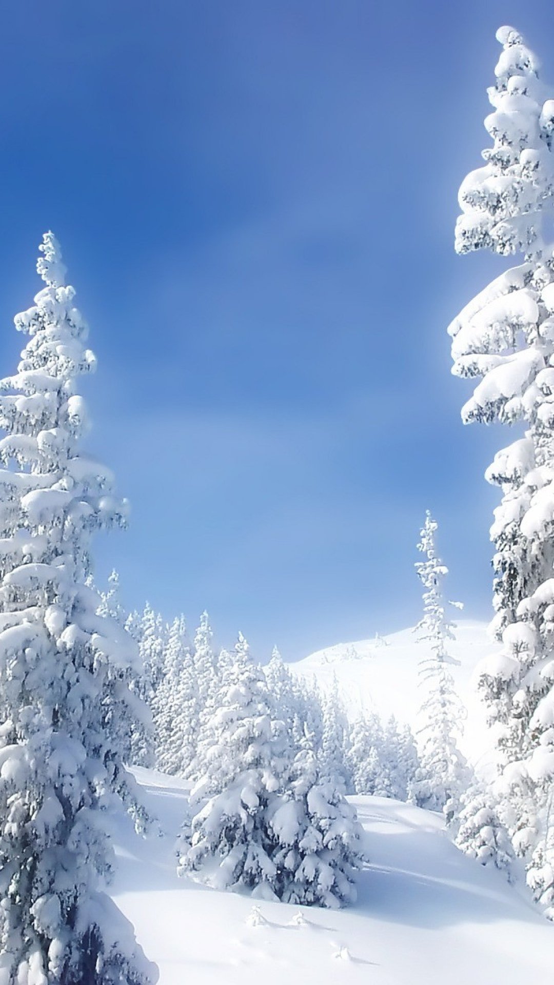 White Winter Forest