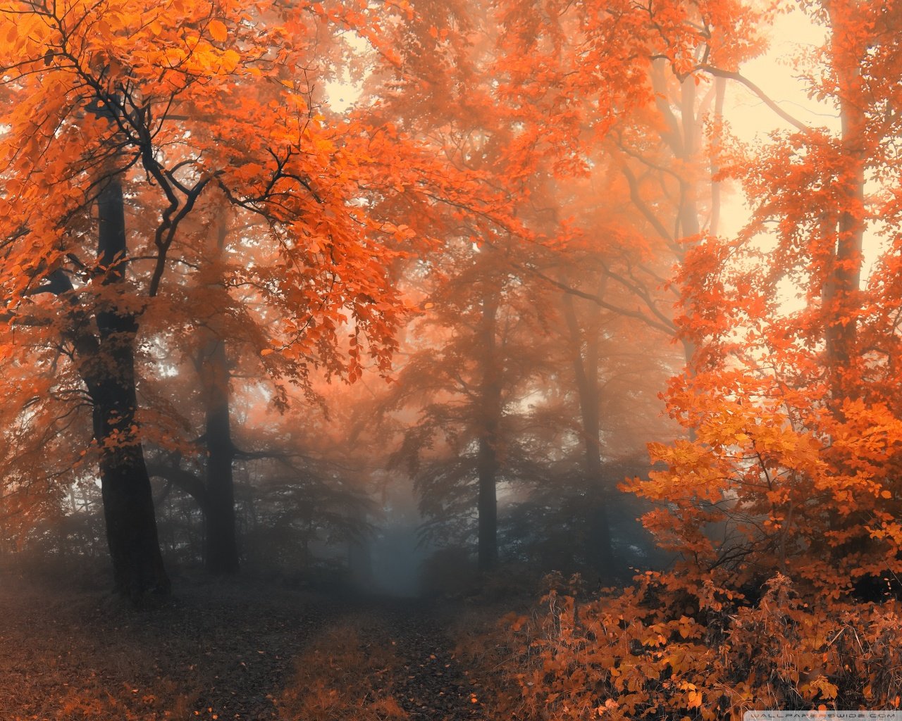 Autumn Ultra HD Desktop Background Wallpaper for: Multi Display, Dual Monitor, Tablet