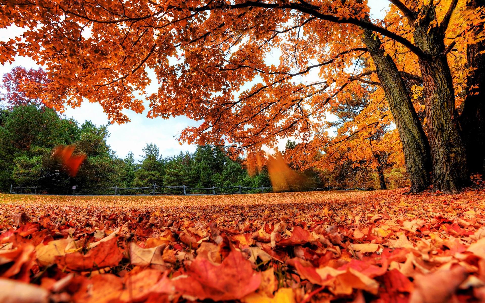 Red Autumn Leaves Scenery HD Wallpaper