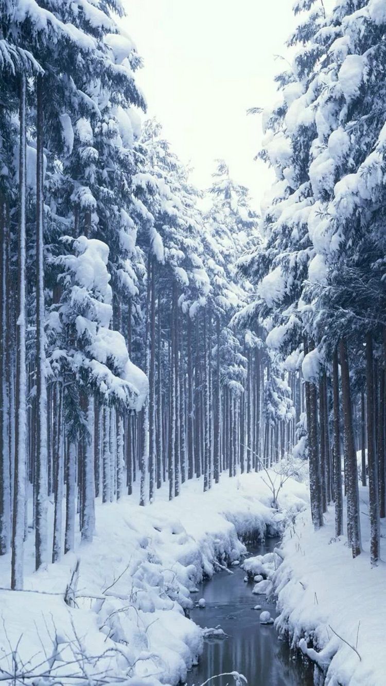 Winter Forest Phone Wallpaper Free Winter Forest Phone Background