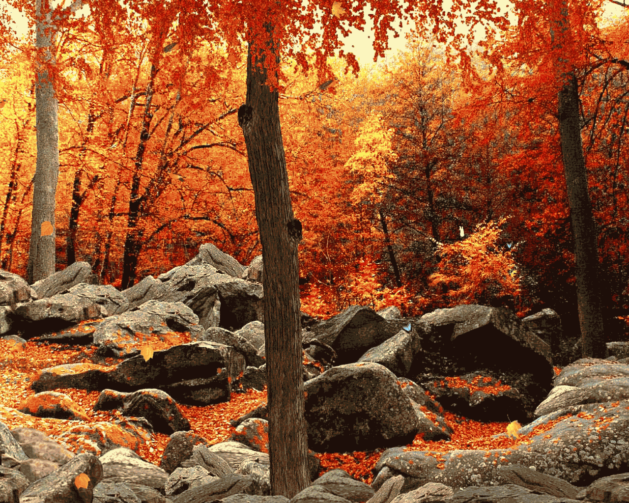 Autumn Woods Wallpaper Free Autumn Woods Background