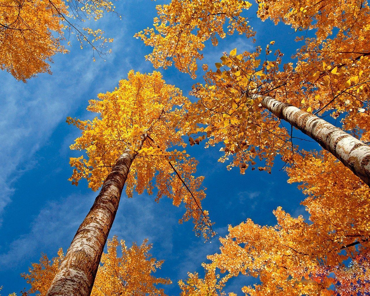 Wallpaper For > Cool Fall Wallpaper For Desktop. Осенние картинки, Природа, Осенние деревья