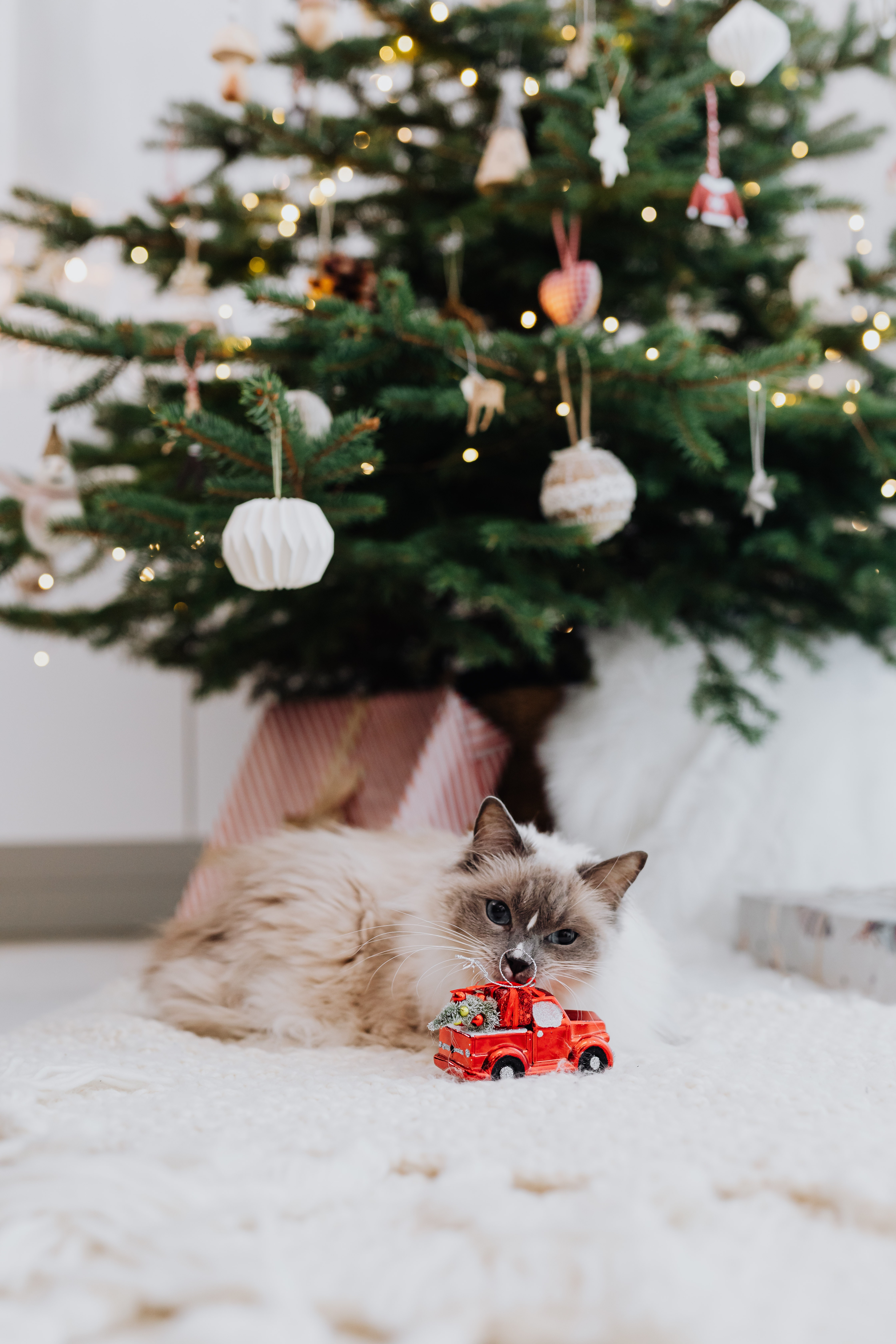 Christmas Cat Photo, Download Free Christmas Cat & HD Image
