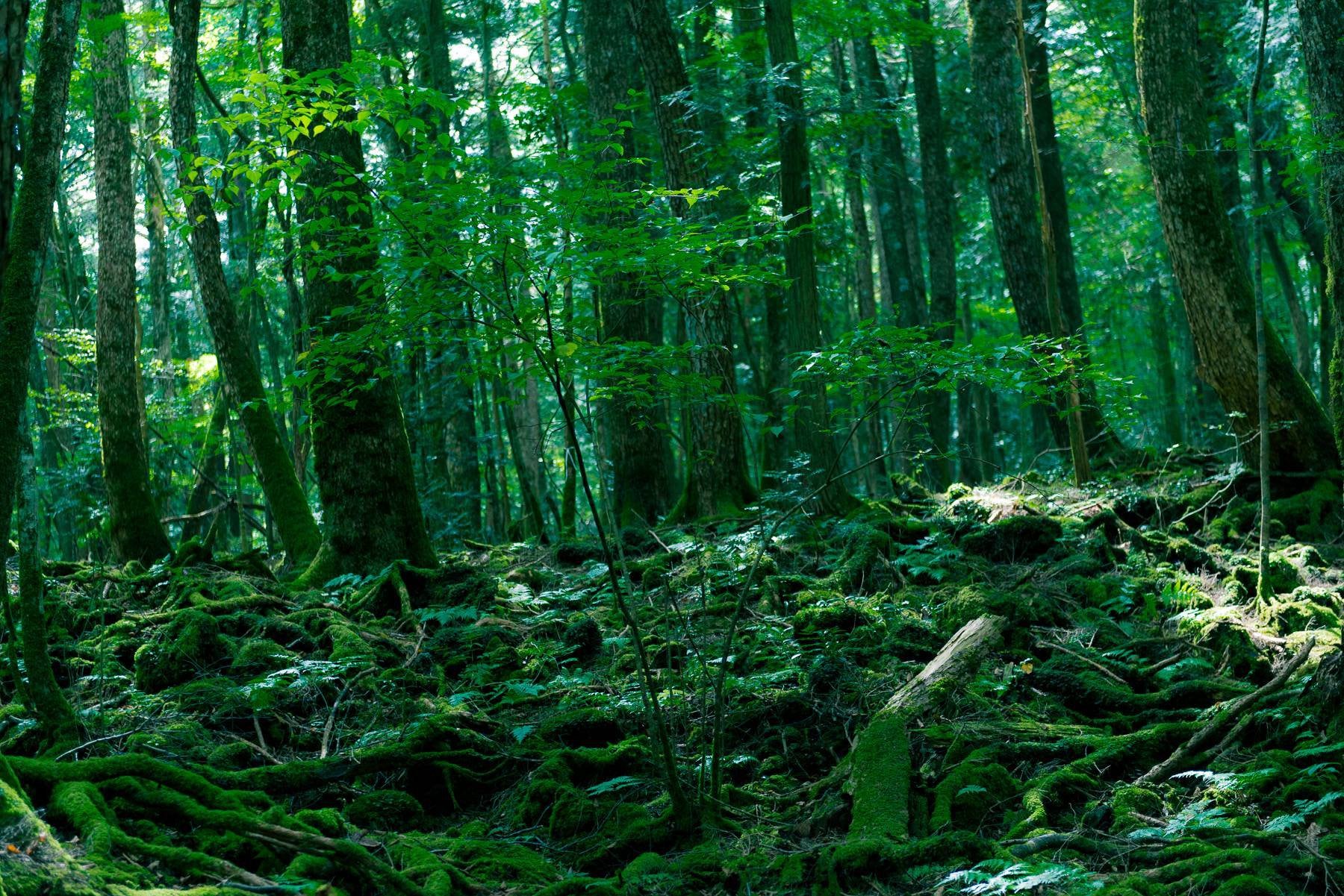 Aokigahara, the infamous suicide forest that lies at Mount Fuji's northwest base in Japan