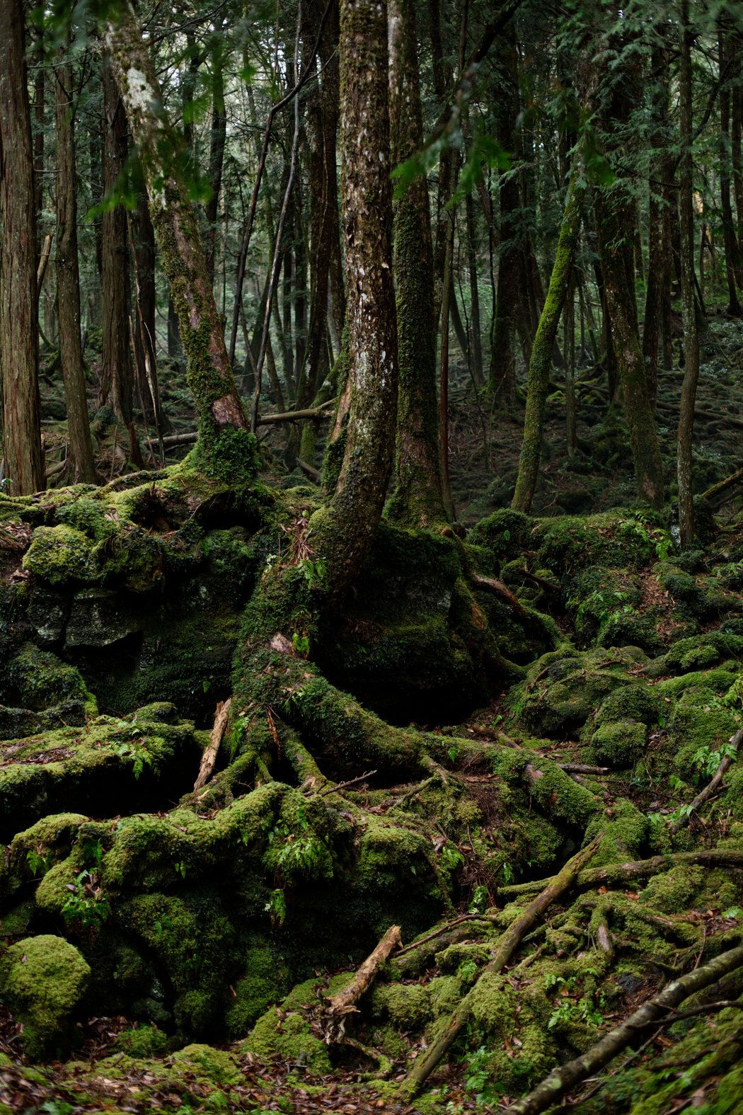 Hiking in a Forest Born Out of Mount Fuji's Lava (Published 2017). Aokigahara forest, Nature aesthetic, Beautiful nature