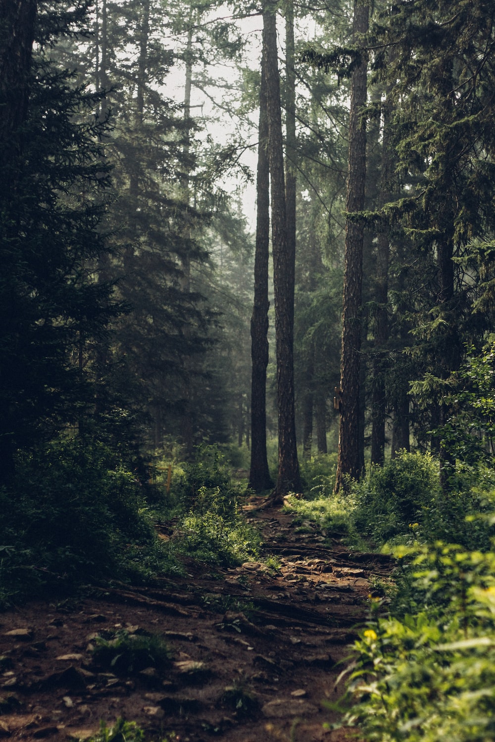 Aokigahara Forest Picture. Download Free Image