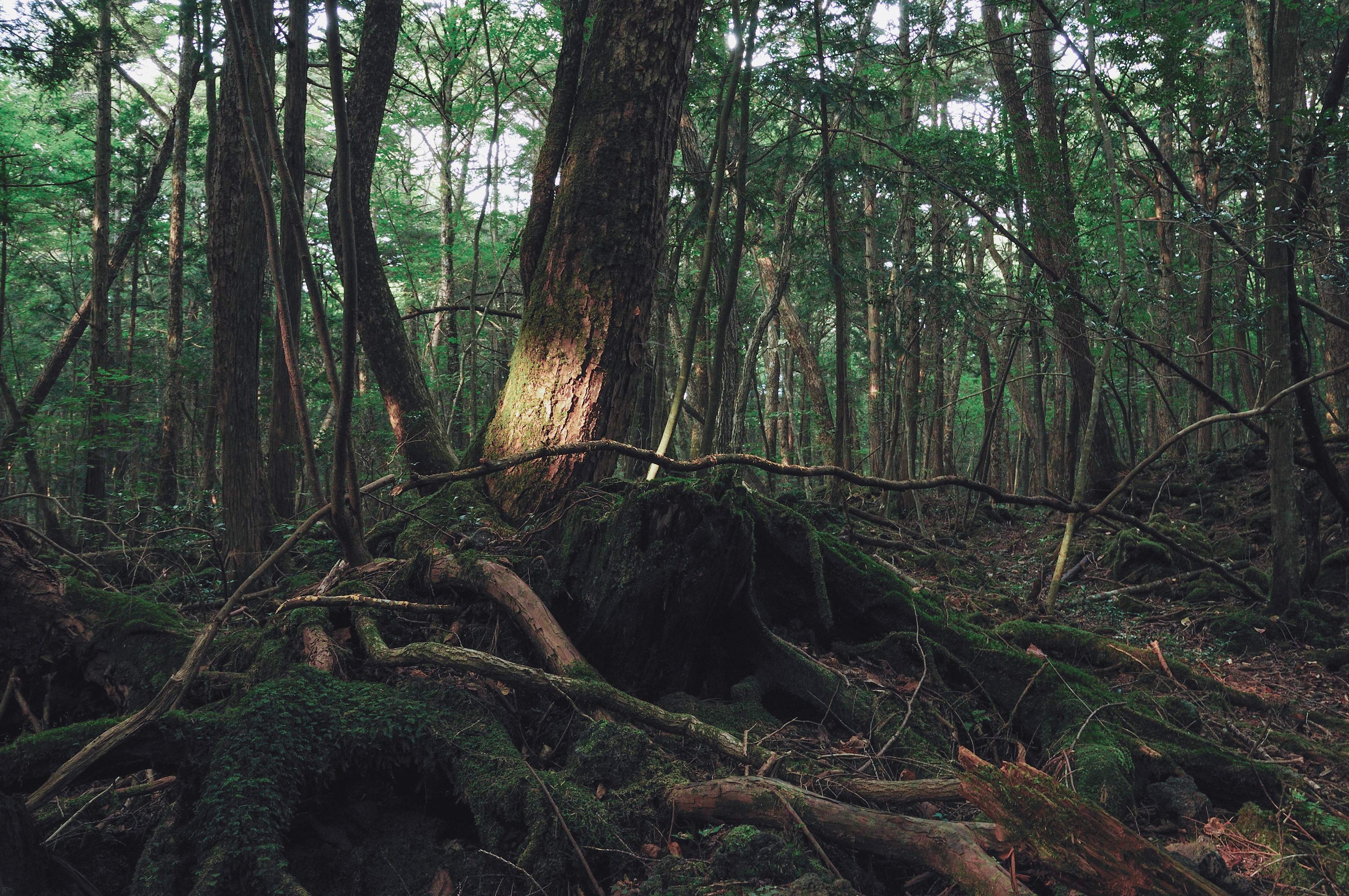 Beyond Death and Pain: The Truth About Japan's 'Suicide Forest'
