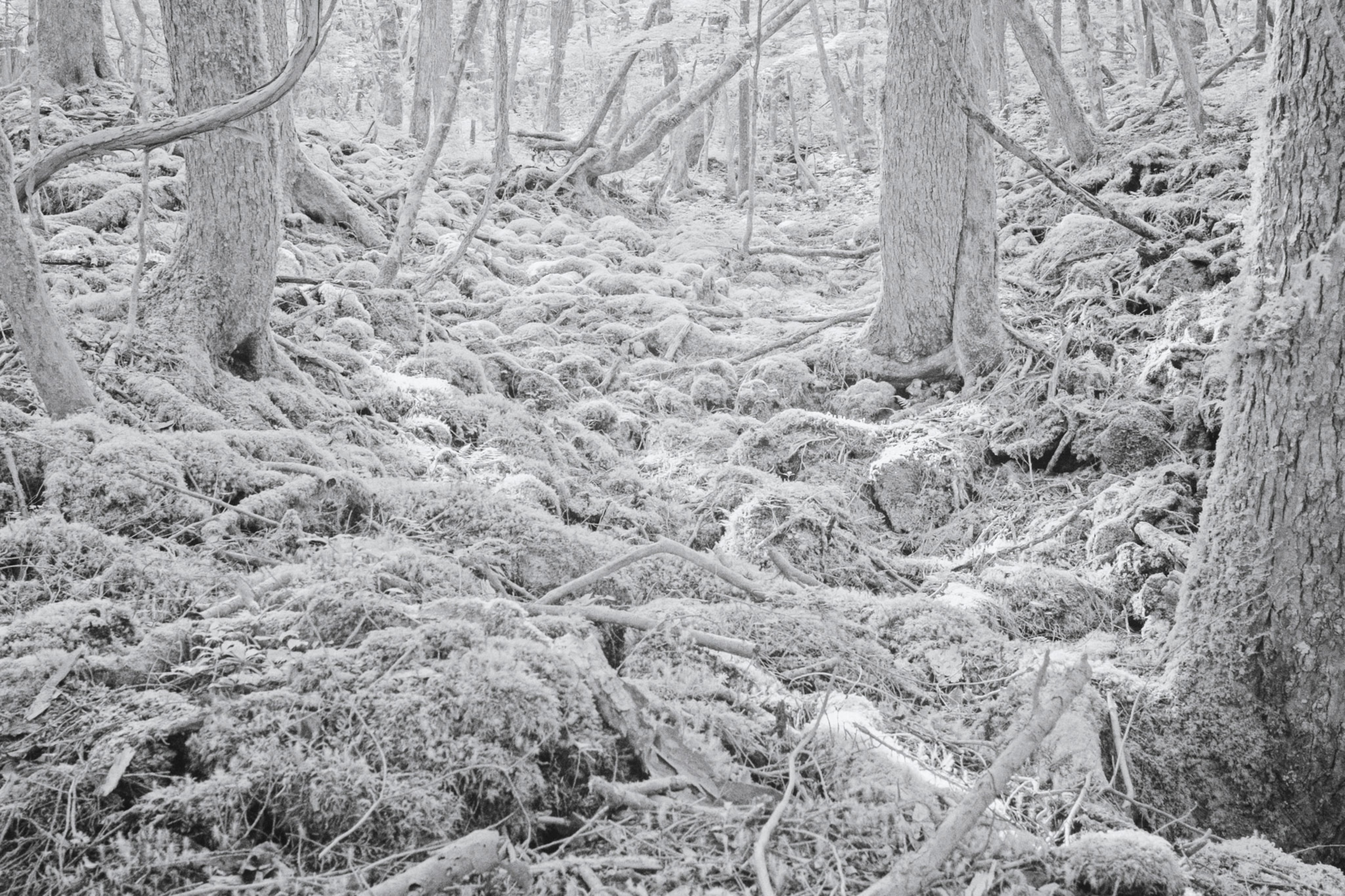 Aokigahara: An Ethereal Forest Where Japanese Commit Suicide