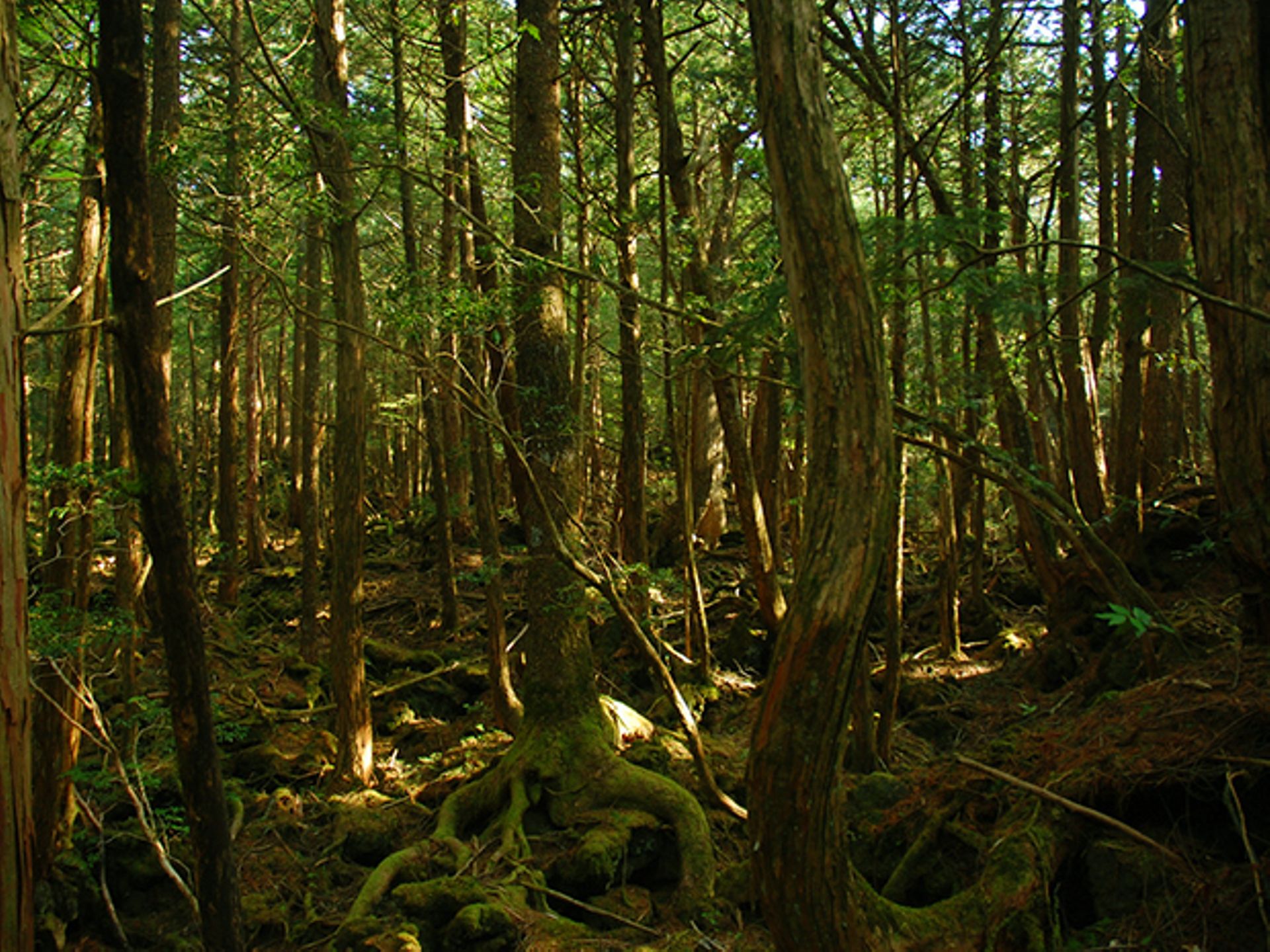 Questions You May Have About Aokigahara, Japan's Suicide Forest