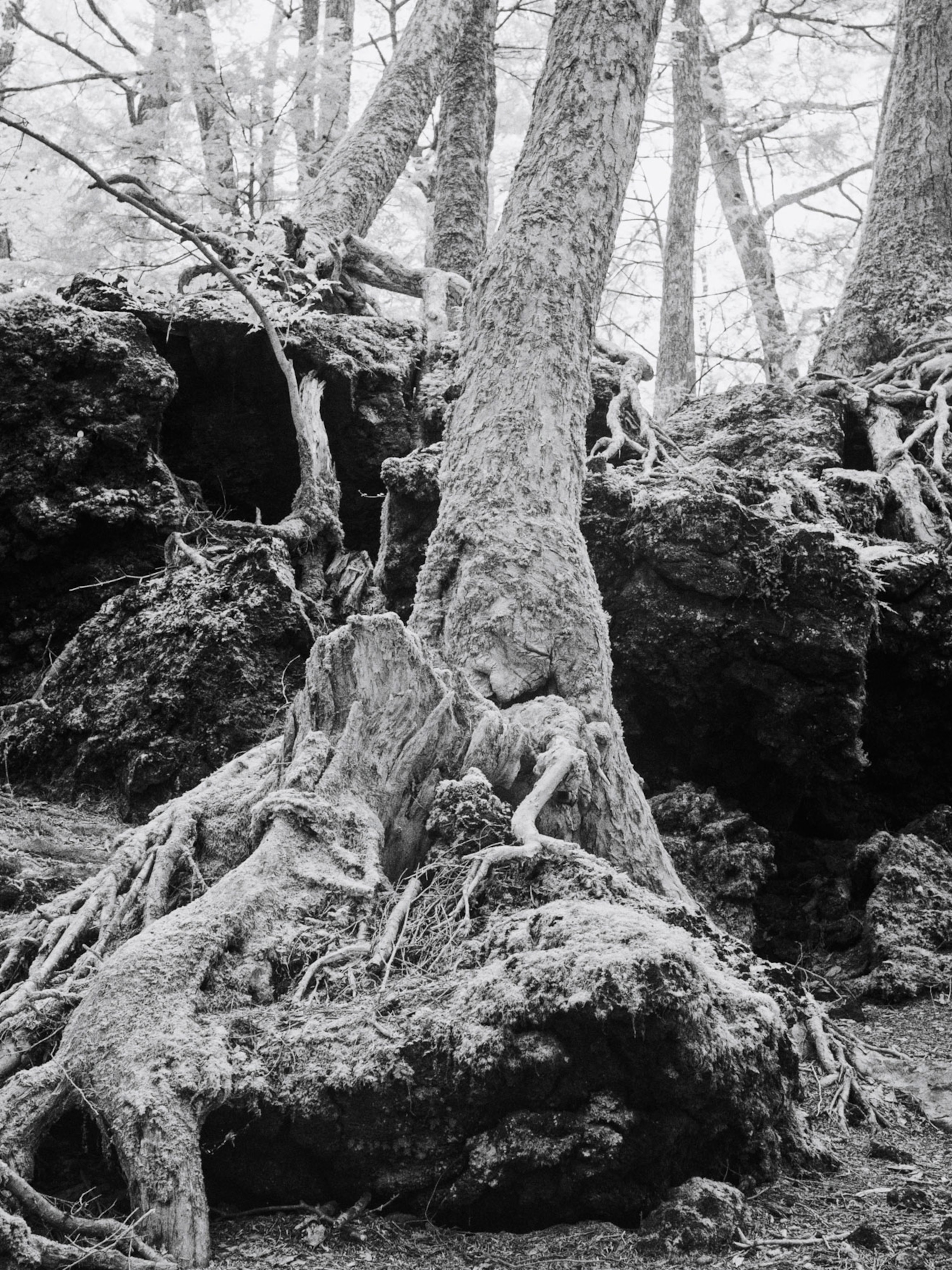 Aokigahara: An Ethereal Forest Where Japanese Commit Suicide