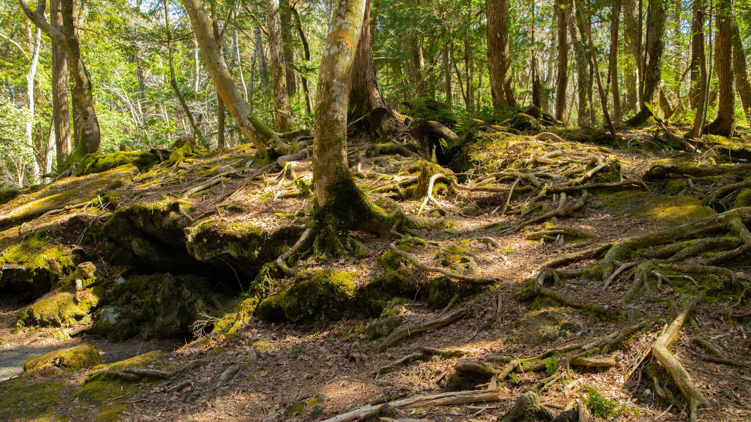 Visit Aokigahara in Fujikawaguchiko