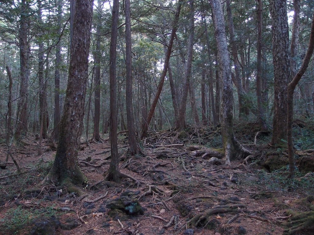 Aokigahara Forest
