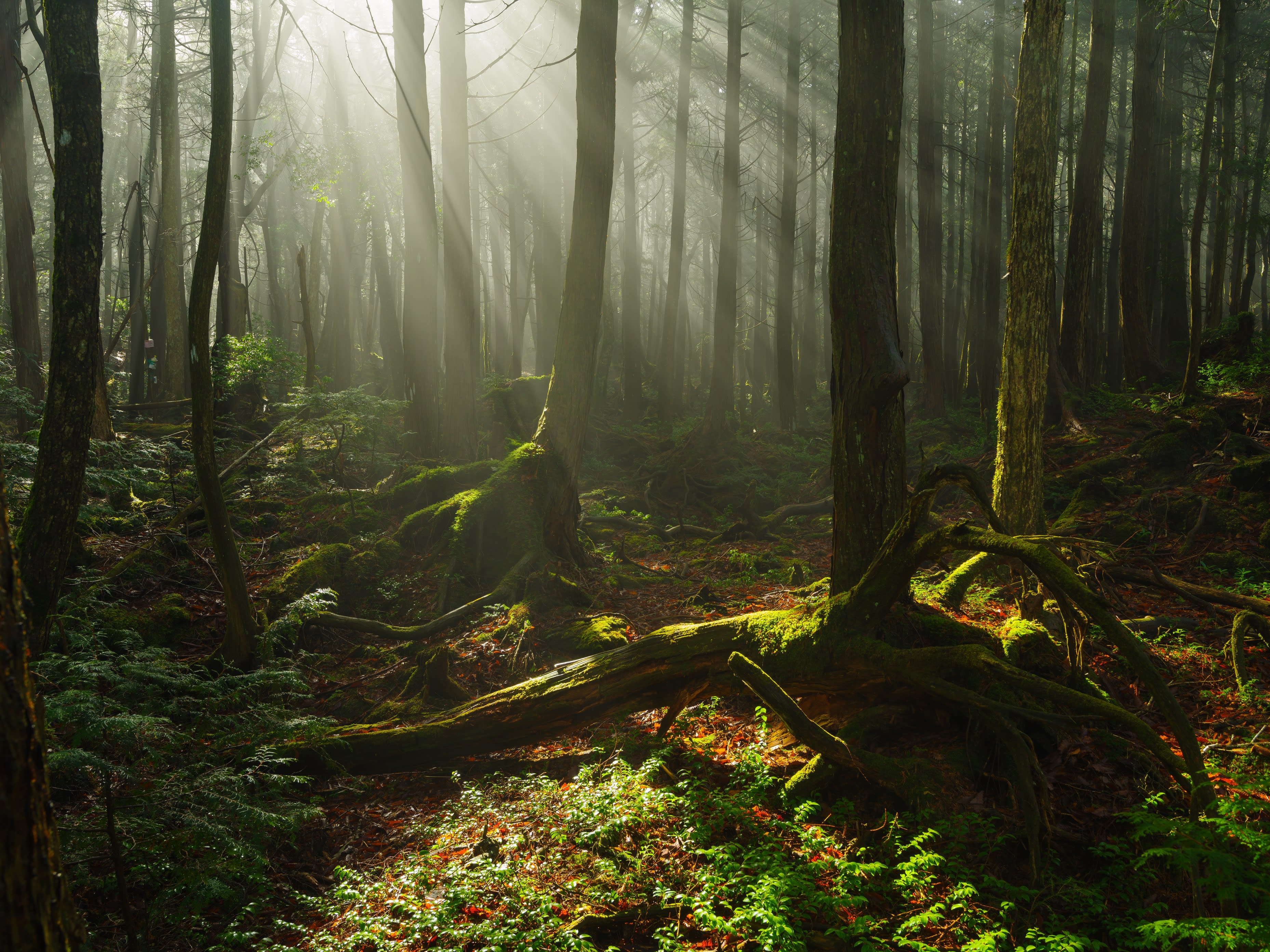 Mt. Fuji and Aokigahara Adventure Tour from Tokyo tours, activities, fun things to do in Tokyo(Japan)｜VELTRA