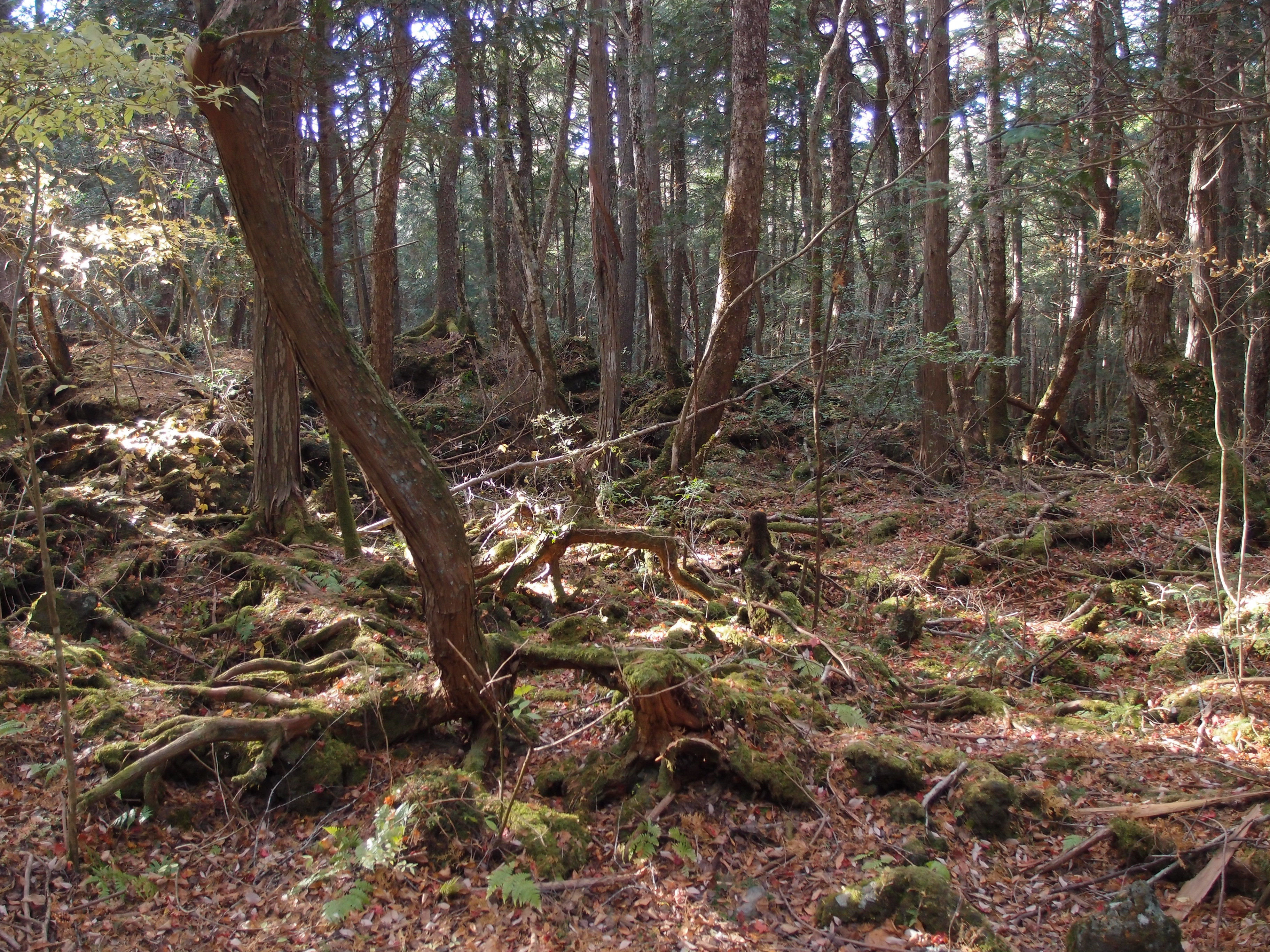 Aokigahara