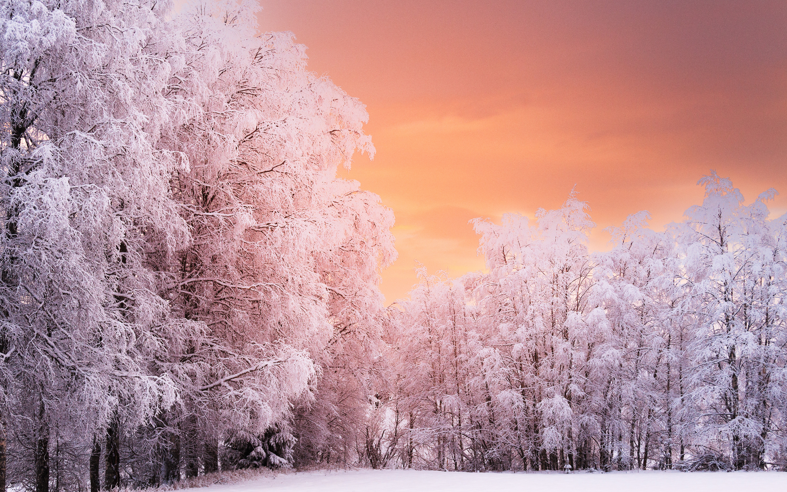 Winter Forest Sunset