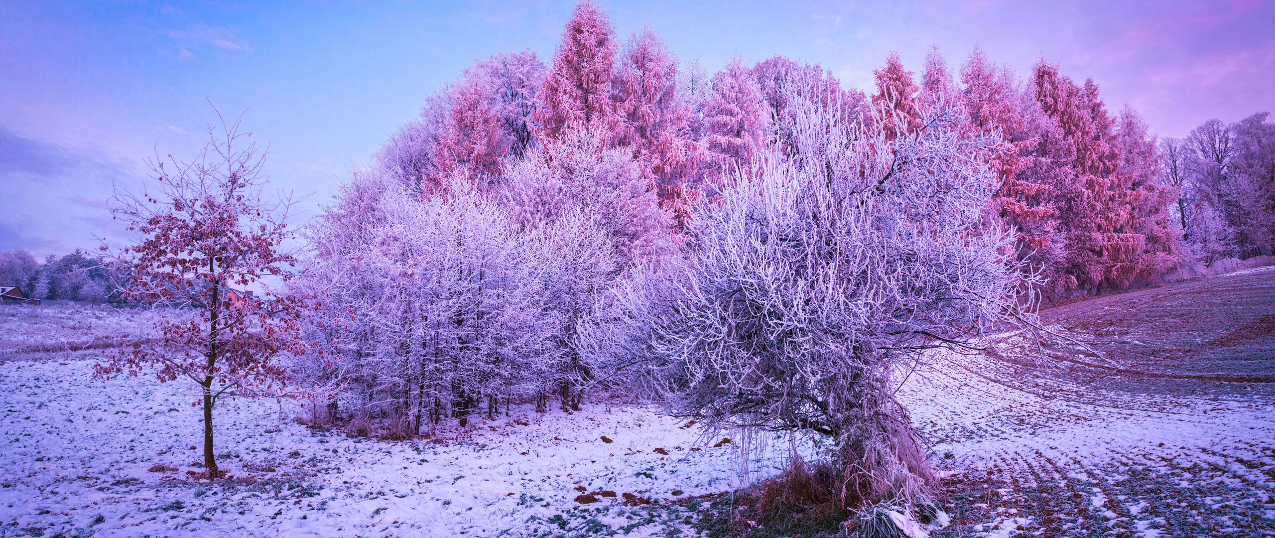 Winter forest Wallpaper 4K, Trees, Landscape, Frost, Nature
