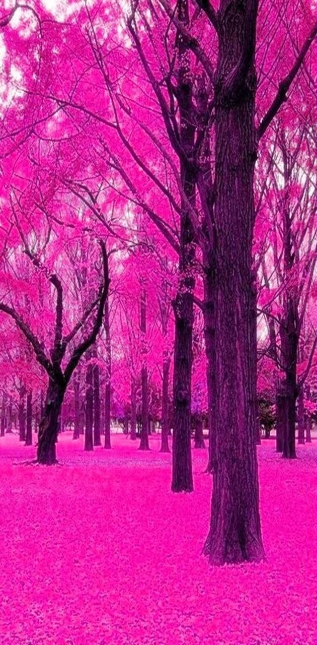 Winter Forest Pink Wallpapers - Wallpaper Cave