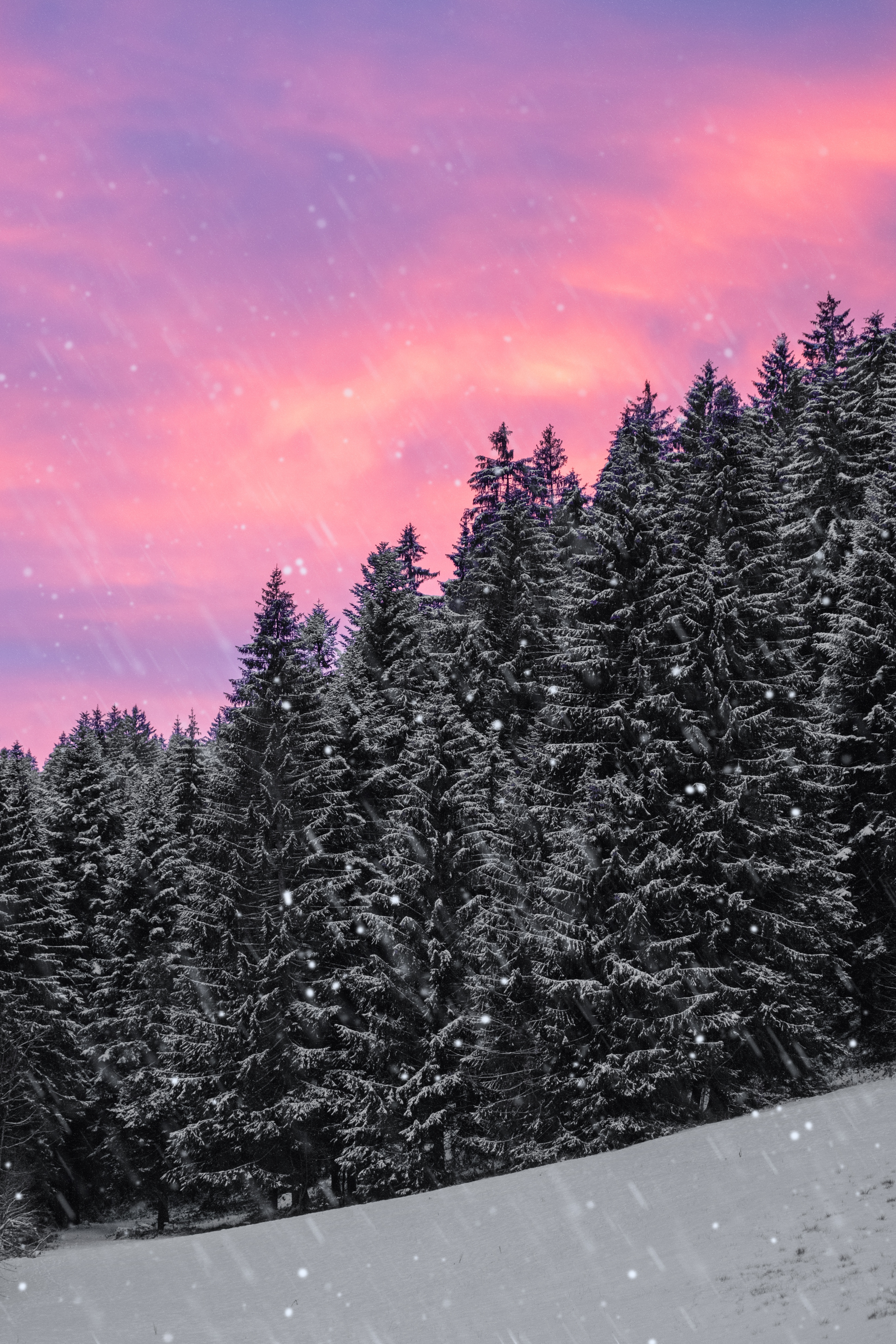 Download wallpaper 3880x5820 spruce, snow, snowfall, sky, winter, forest HD background