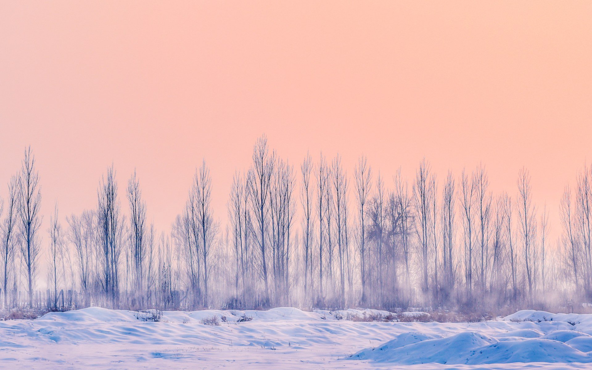 Pink Winter Wallpaper For Desktop