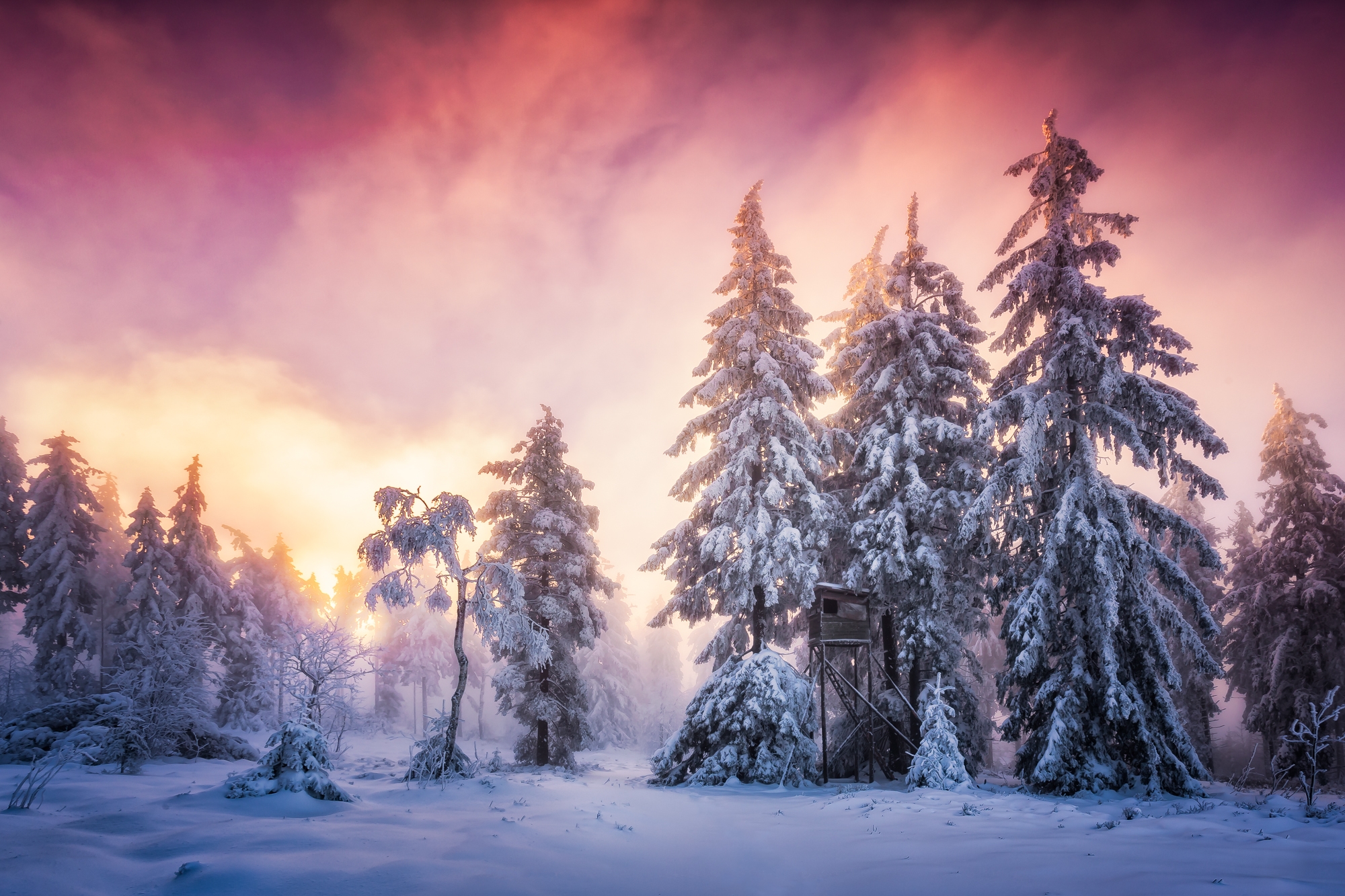 Winter Forest Sunset
