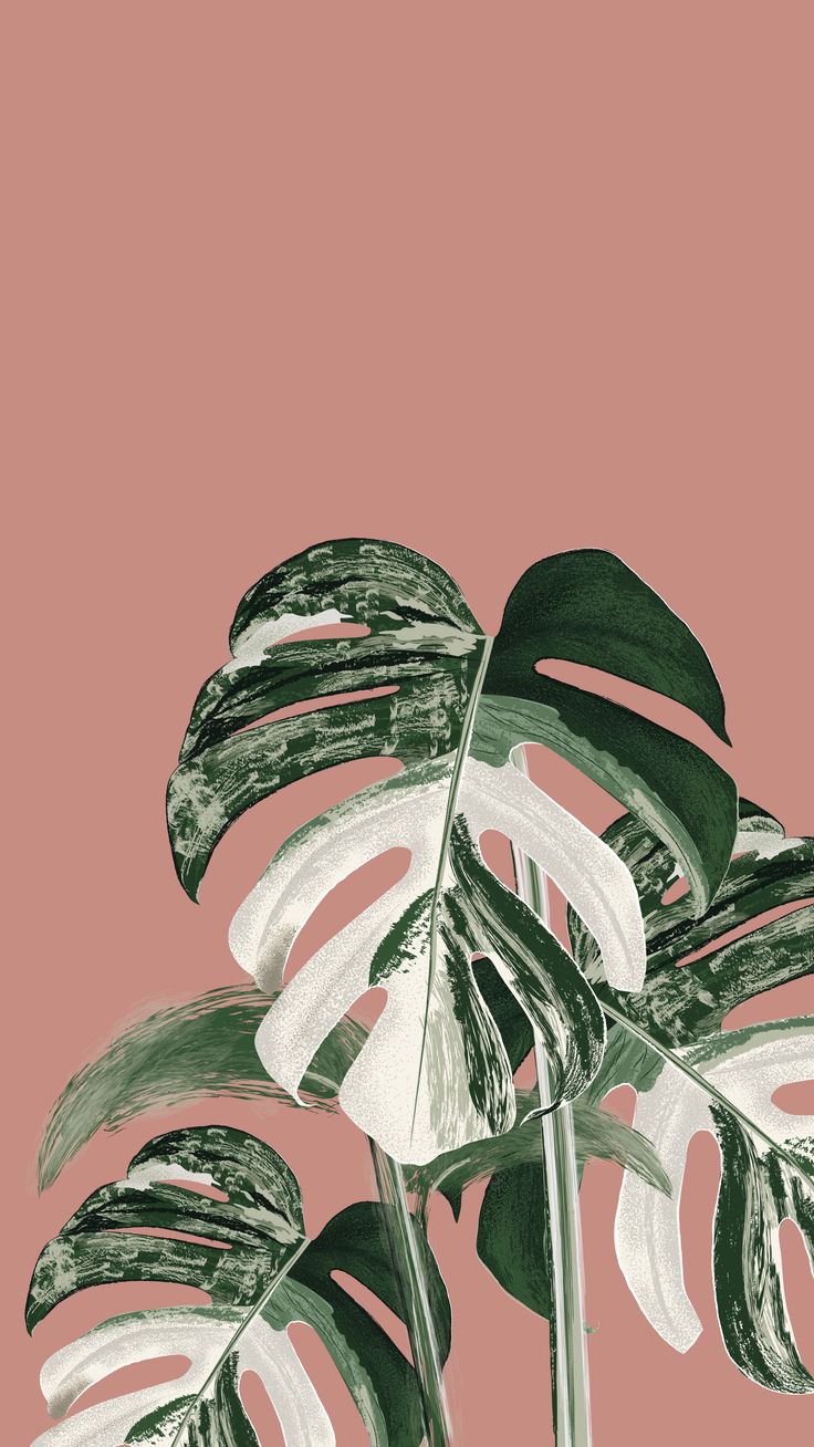 Monstera Variegata