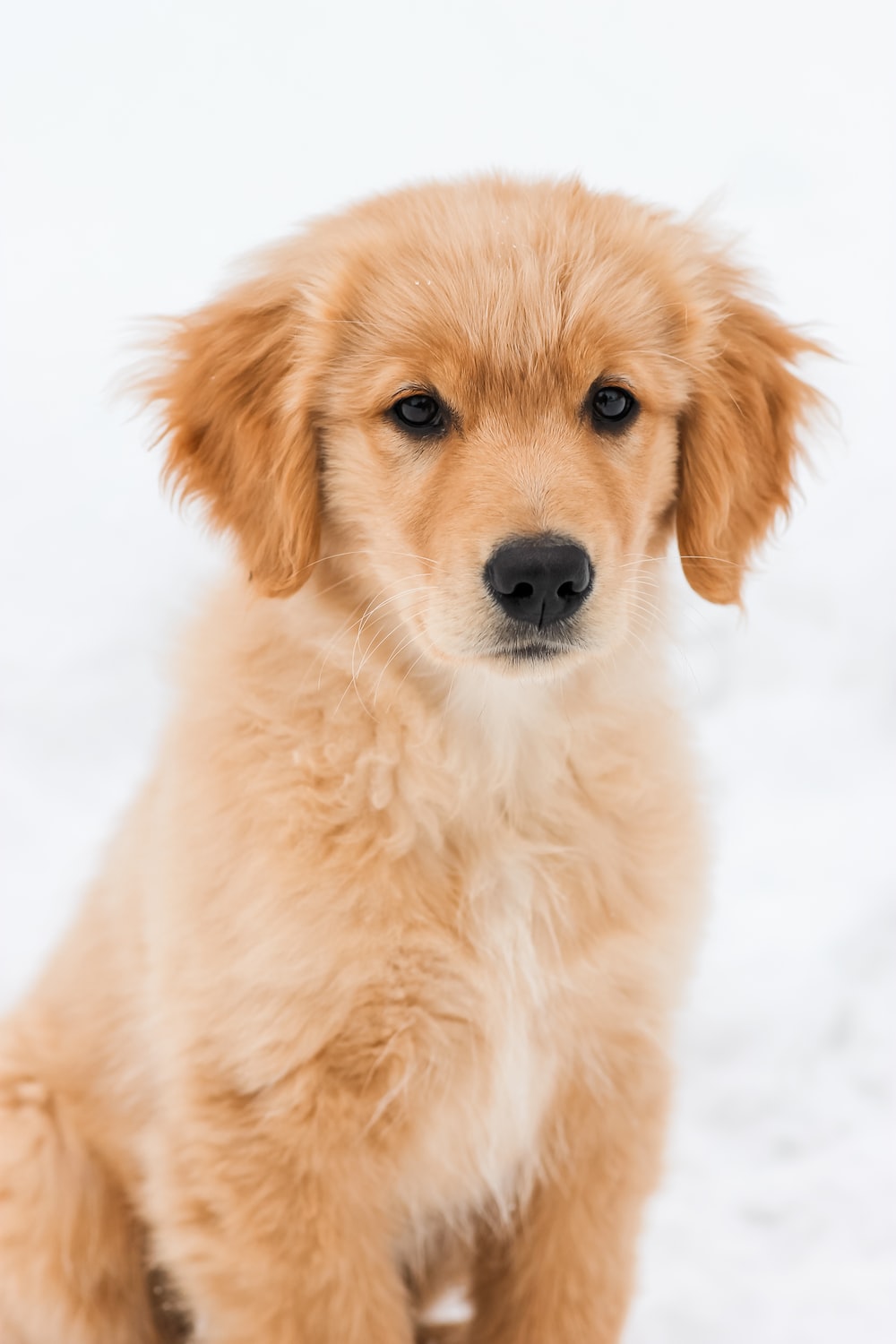 Golden Retriever Puppy Picture. Download Free Image