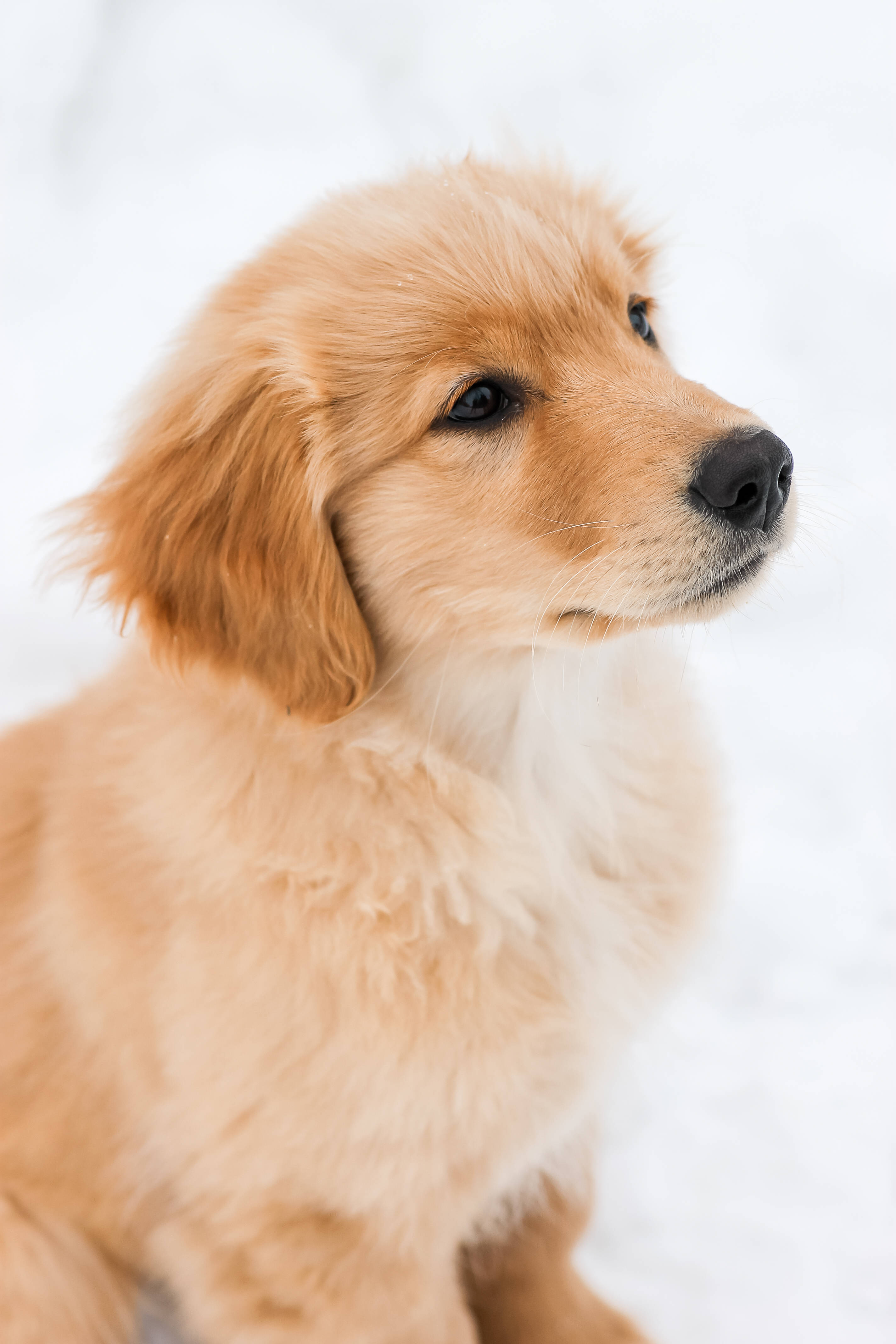 Cute Golden Retriever Puppy Wallpapers Wallpaper Cave
