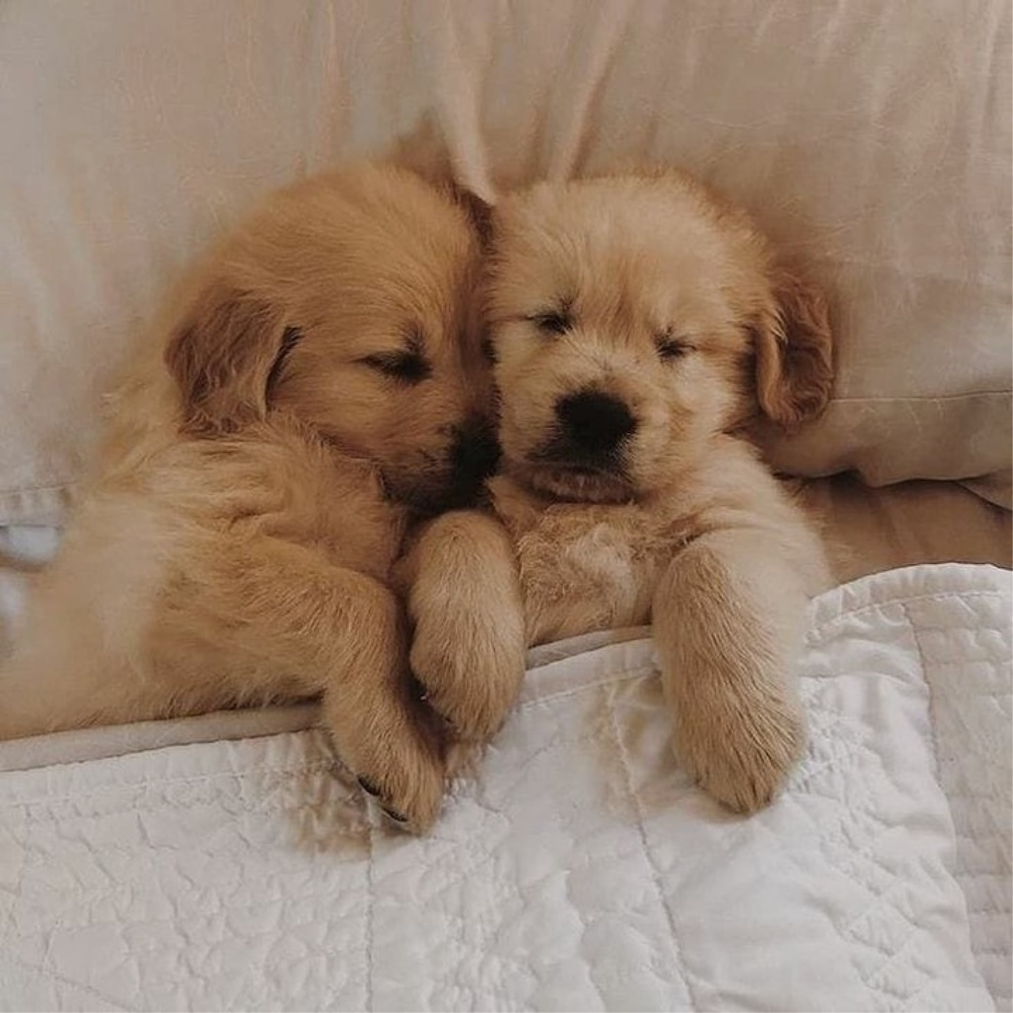 See These Adorable Photo of Golden Retriever Puppies