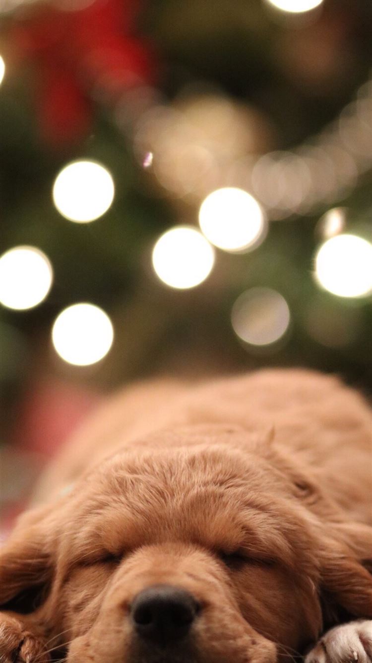 Puppy Wallpaper