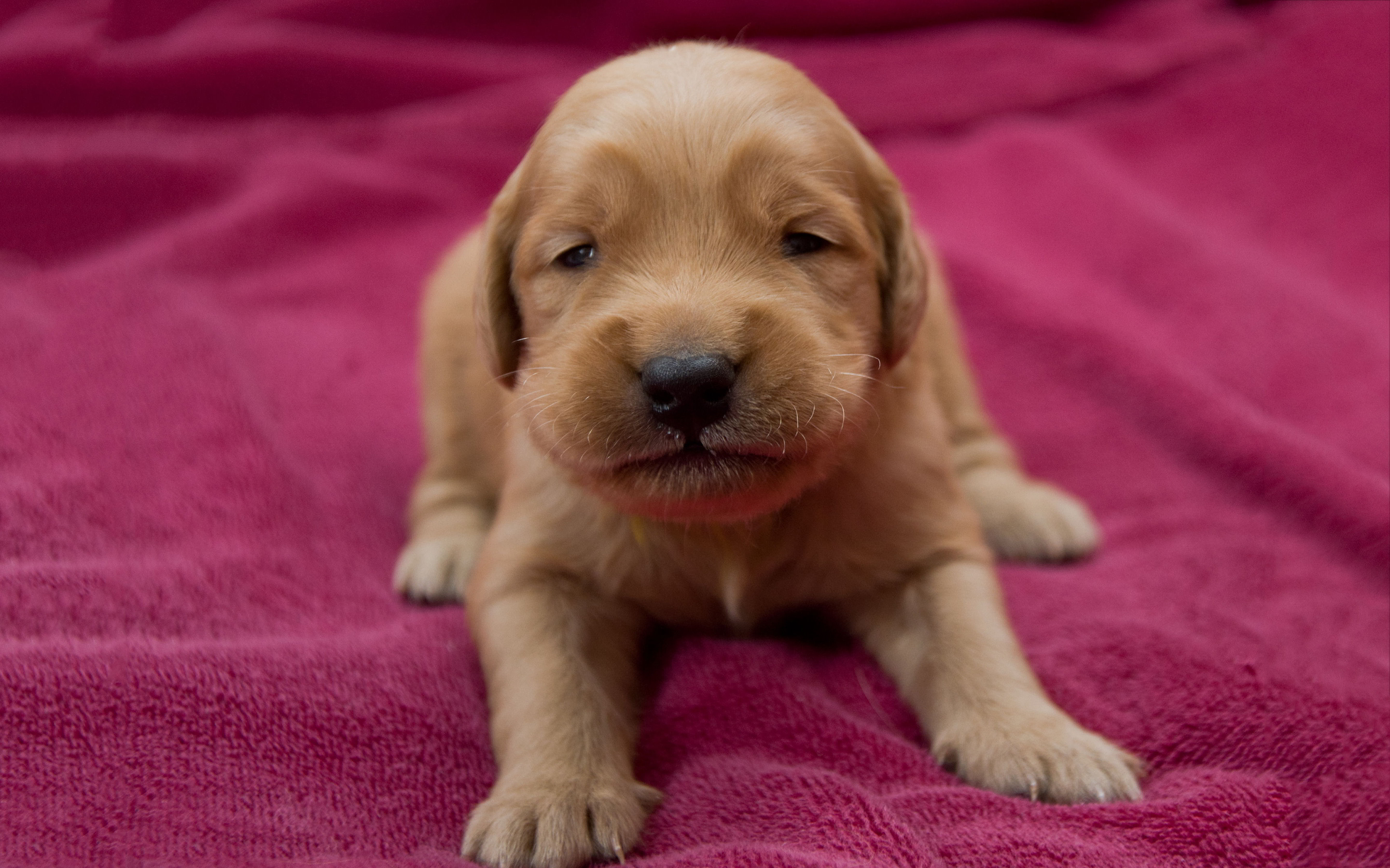 Golden retriever puppy