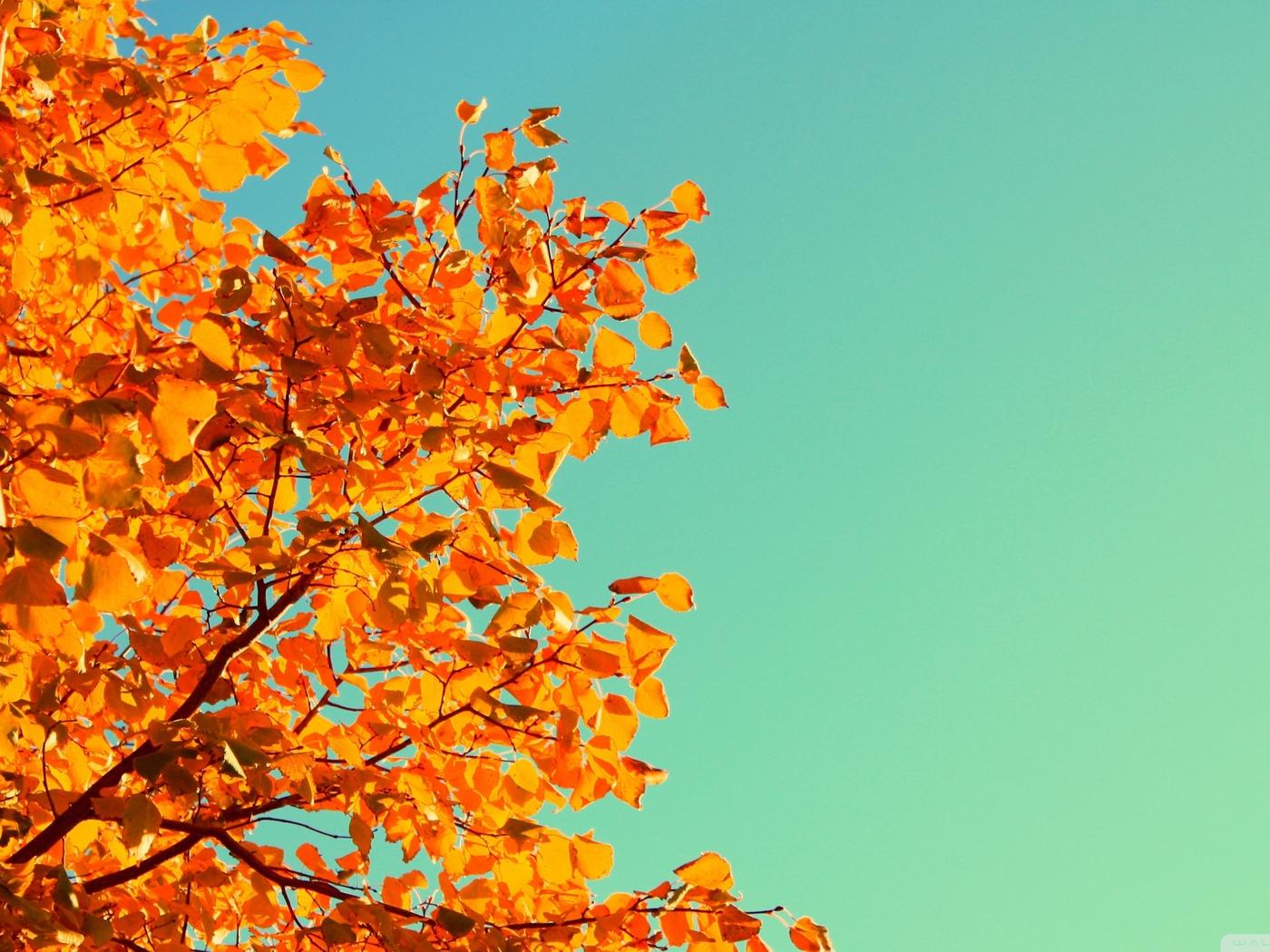 Beautiful Autumn tree and a blue yellow sky