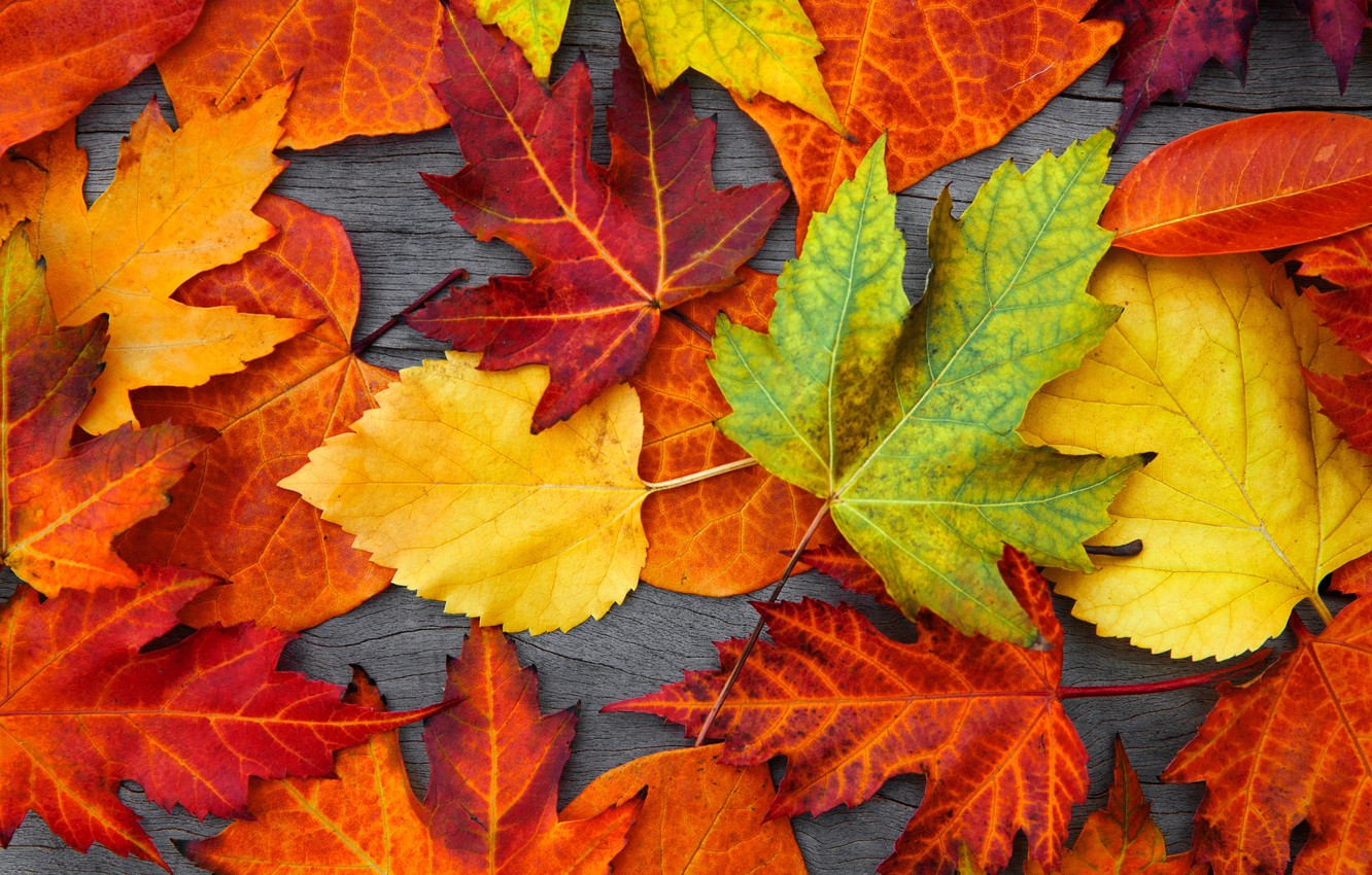 Wallpaper leaves, tree, colorful, autumn, leaves, autumn image for desktop, section природа