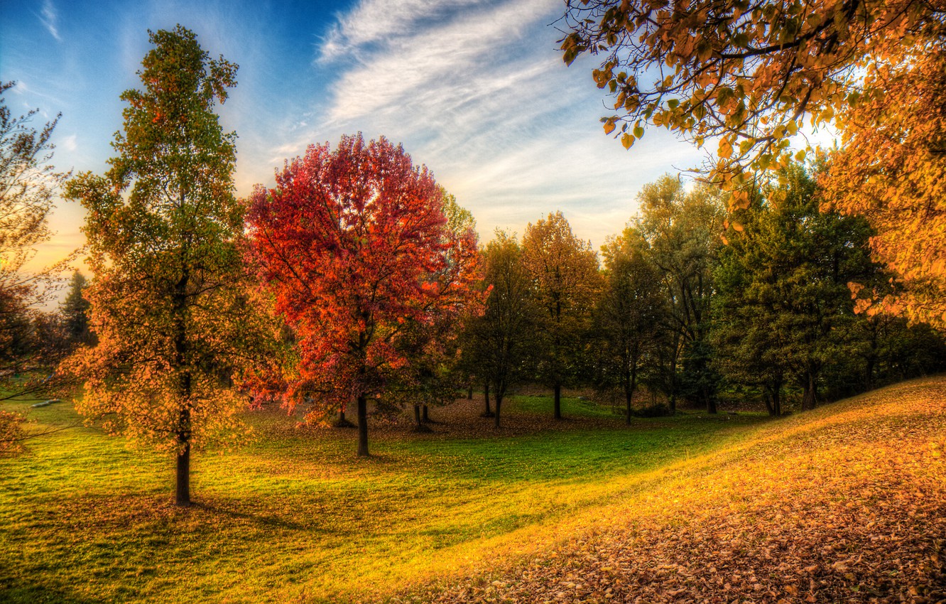 Wallpaper autumn, forest, the sky, grass, trees, Park image for desktop, section природа