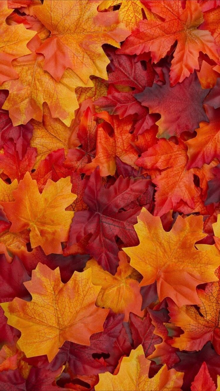 Colorful Fall Wallpaper