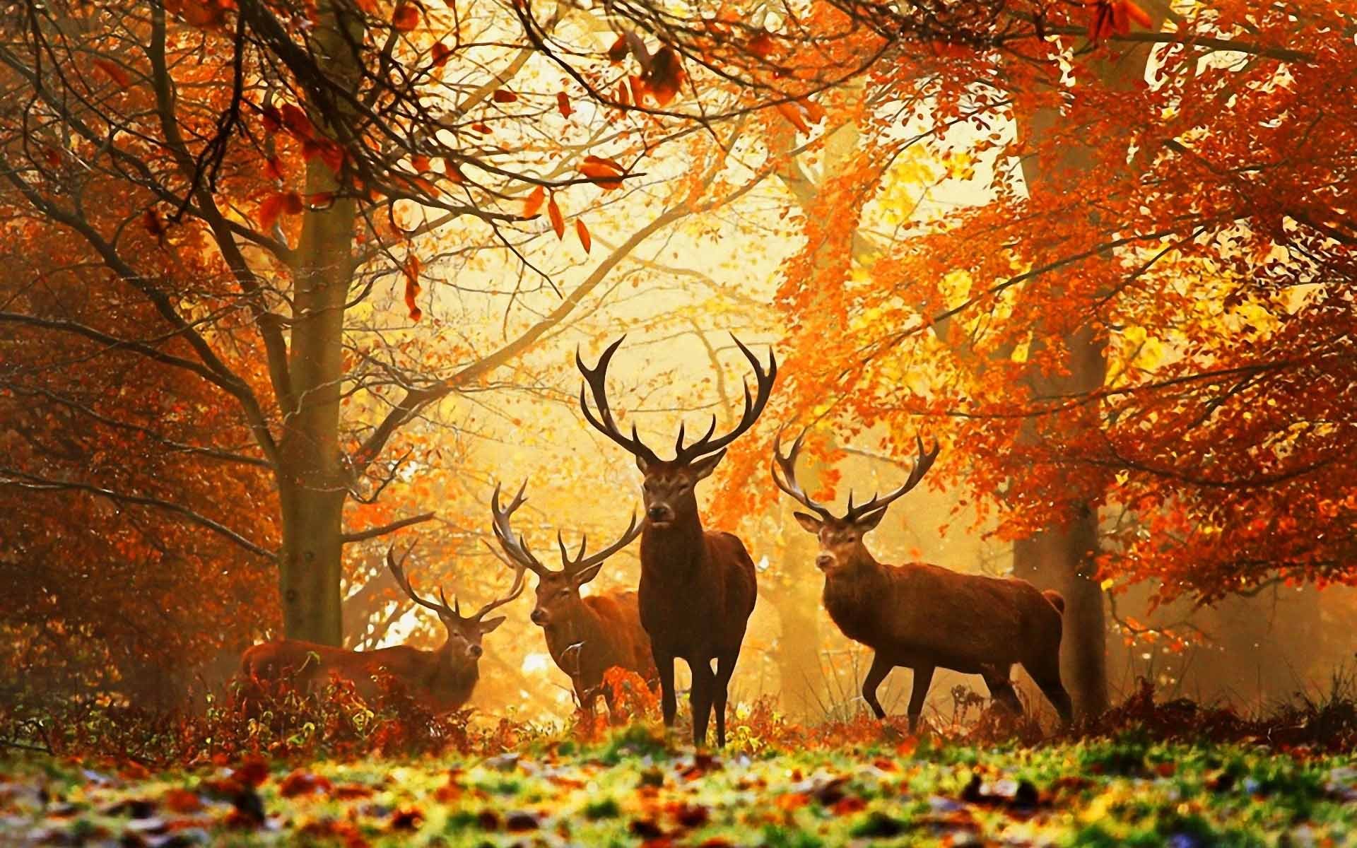 Mobile wallpaper: Animals, Deers, Autumn, 27375 download the picture for free