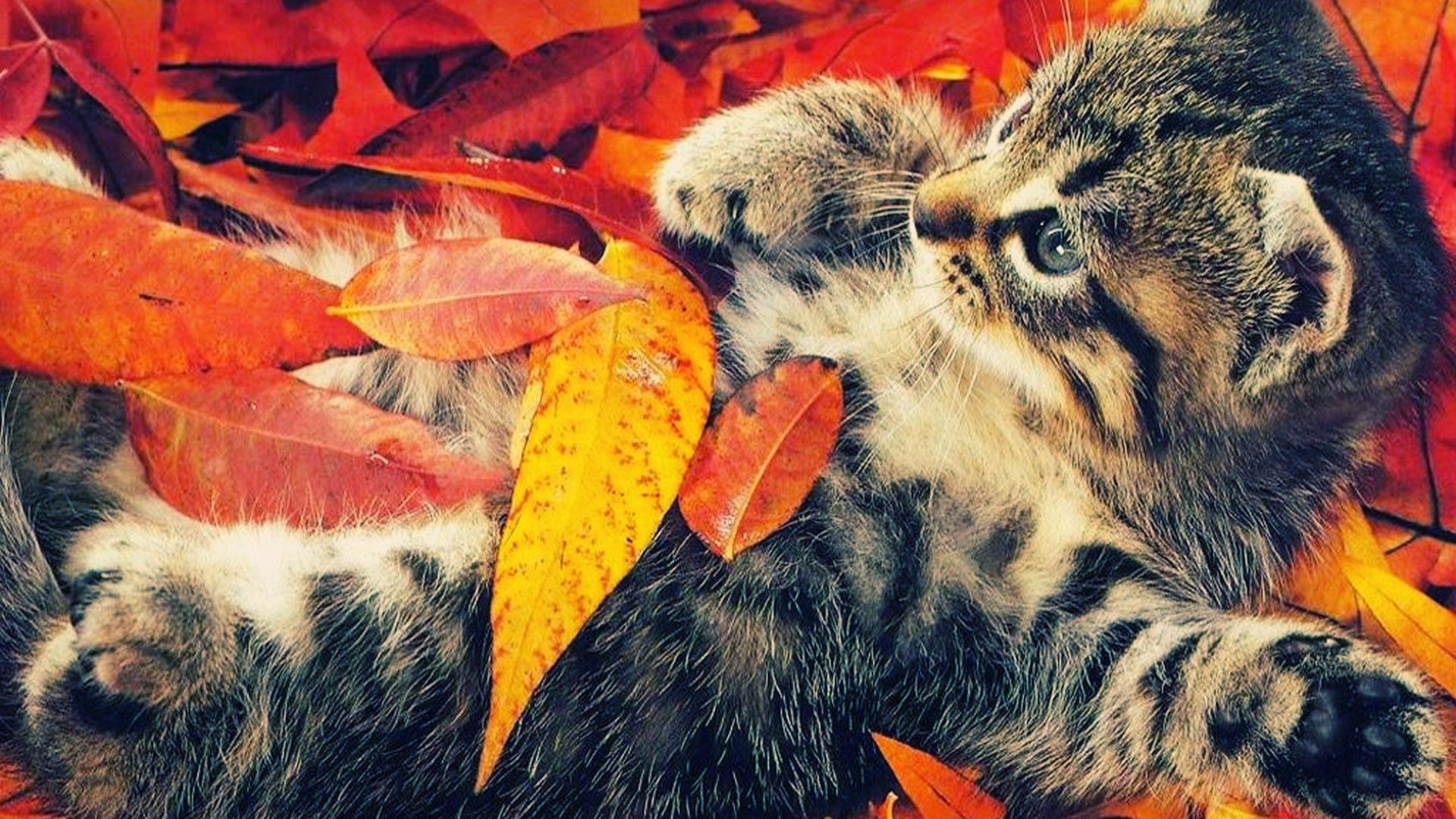 Fall Animal Wallpaper