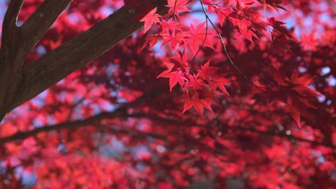 When will central Iowa see autumn leave color changes in 2022?