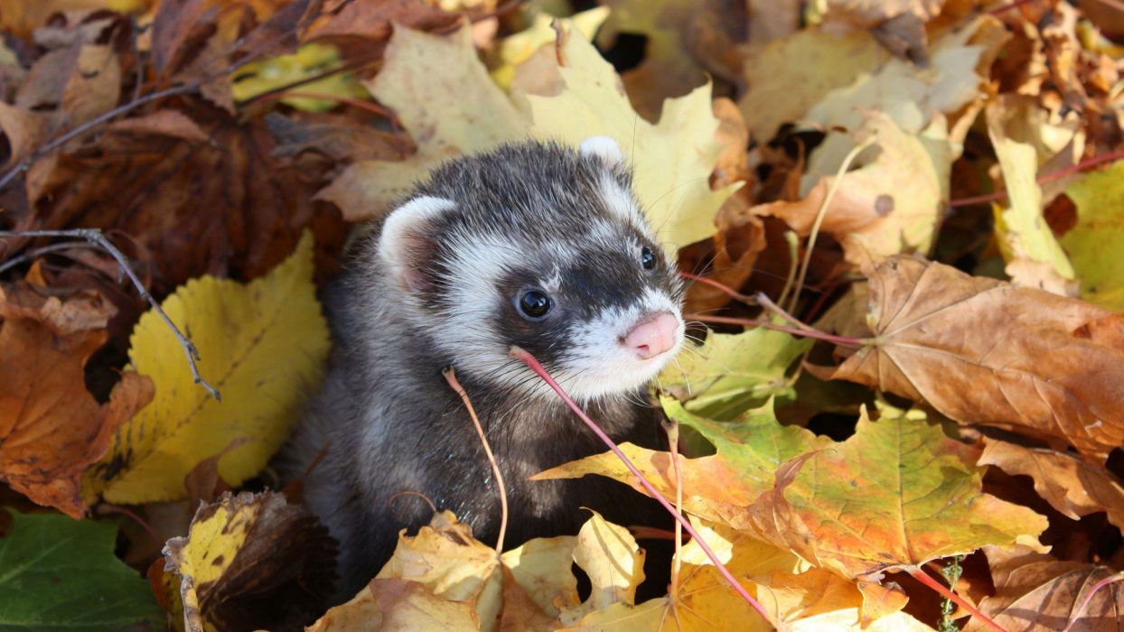 Autumn animals leaves weasels fallen leaves wallpaperx1080