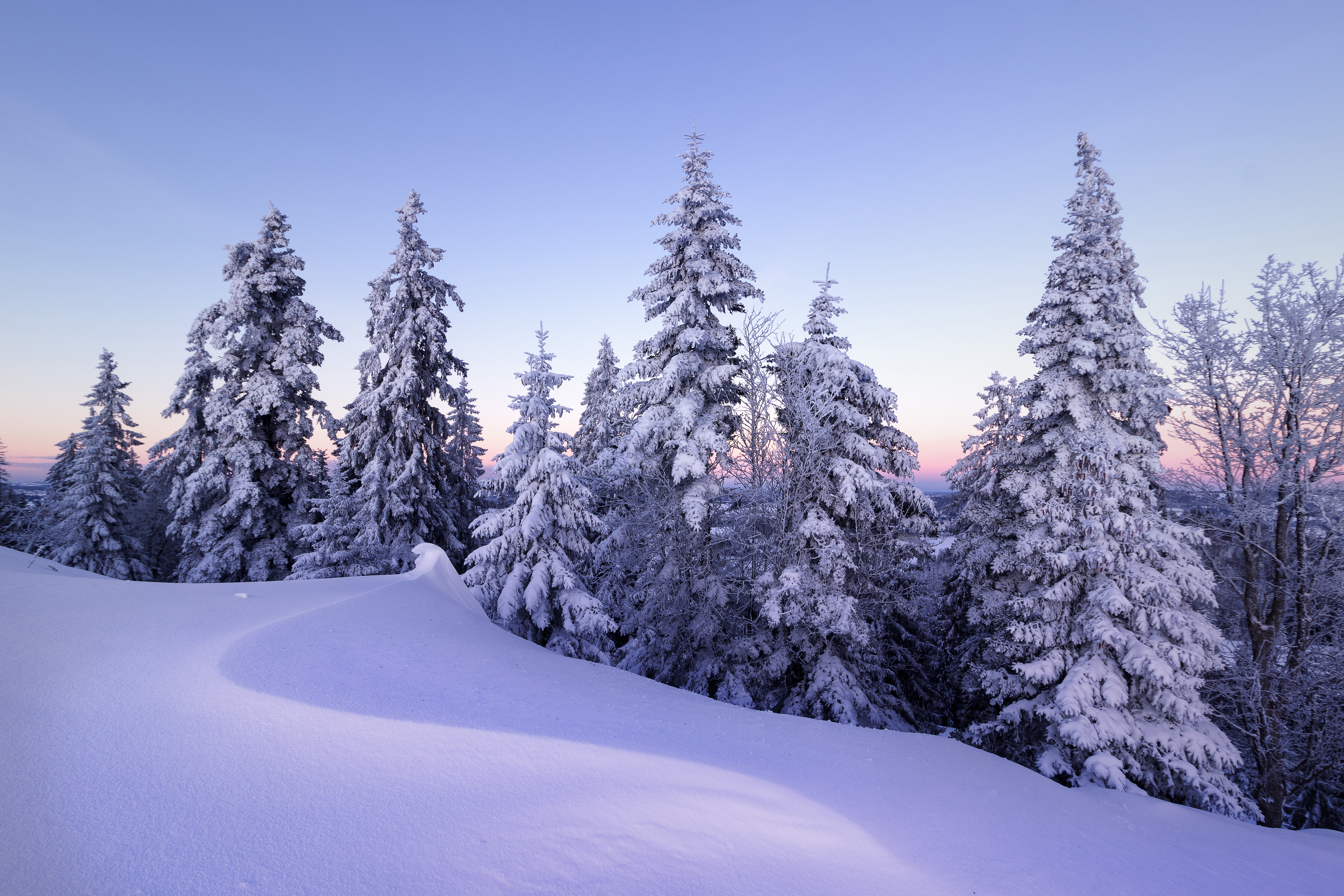 Winter Wallpaper 4K, Snow, Pine trees, Nature