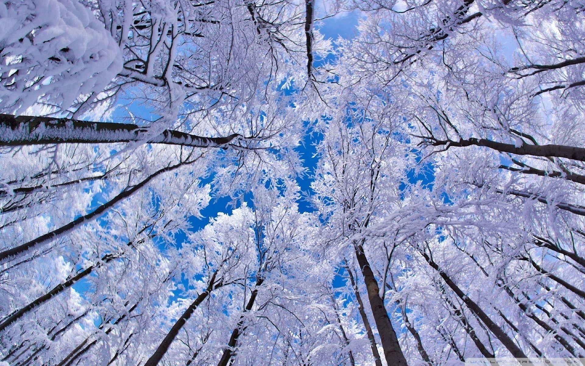 Looking Up Through Trees, Winter ❤ 4K HD Desktop Wallpaper for 4K