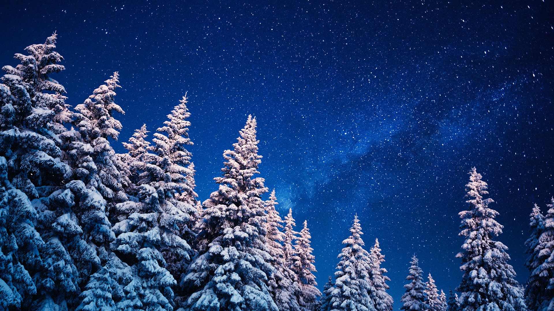 Winter forest under the stars. Windows 10 Spotlight Image