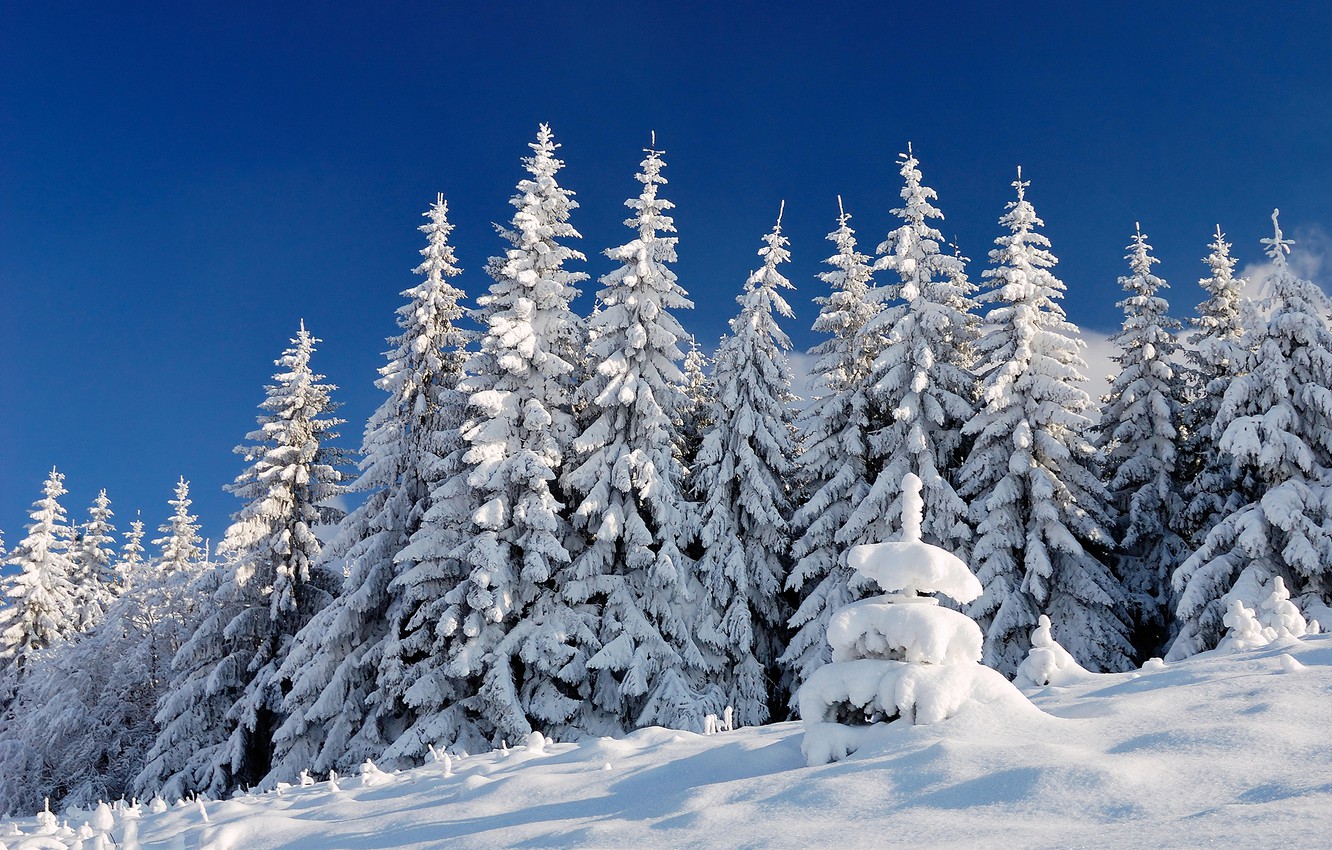 Wallpaper winter, forest, the sky, light, snow, nature, blue, in the snow, ate, the snow, fabulous, Christmas trees, snowy image for desktop, section пейзажи