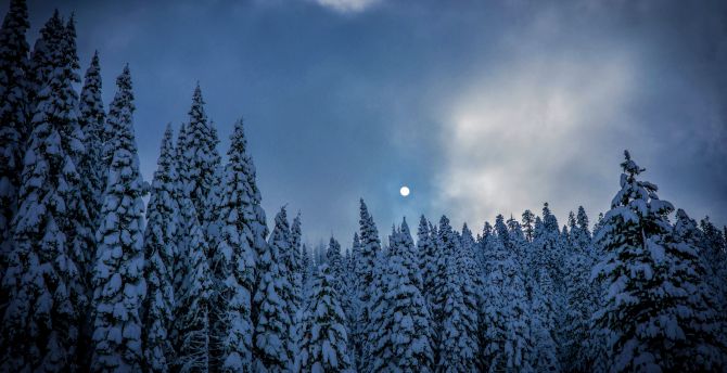 Wallpaper winter, night, trees, sky, nature desktop wallpaper, HD image, picture, background, 1056f8