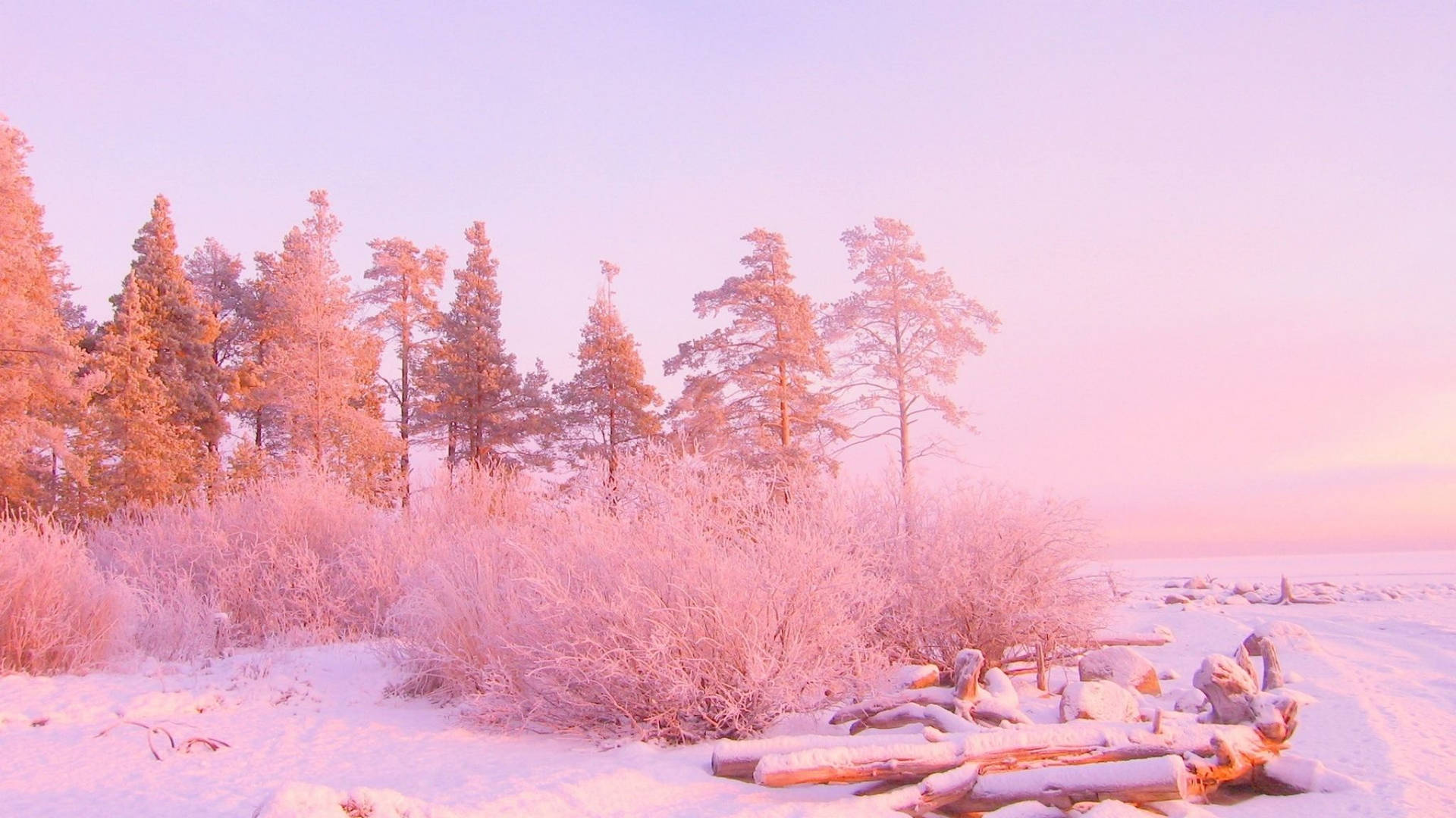Download December Pink Winter Wonderland Wallpaper