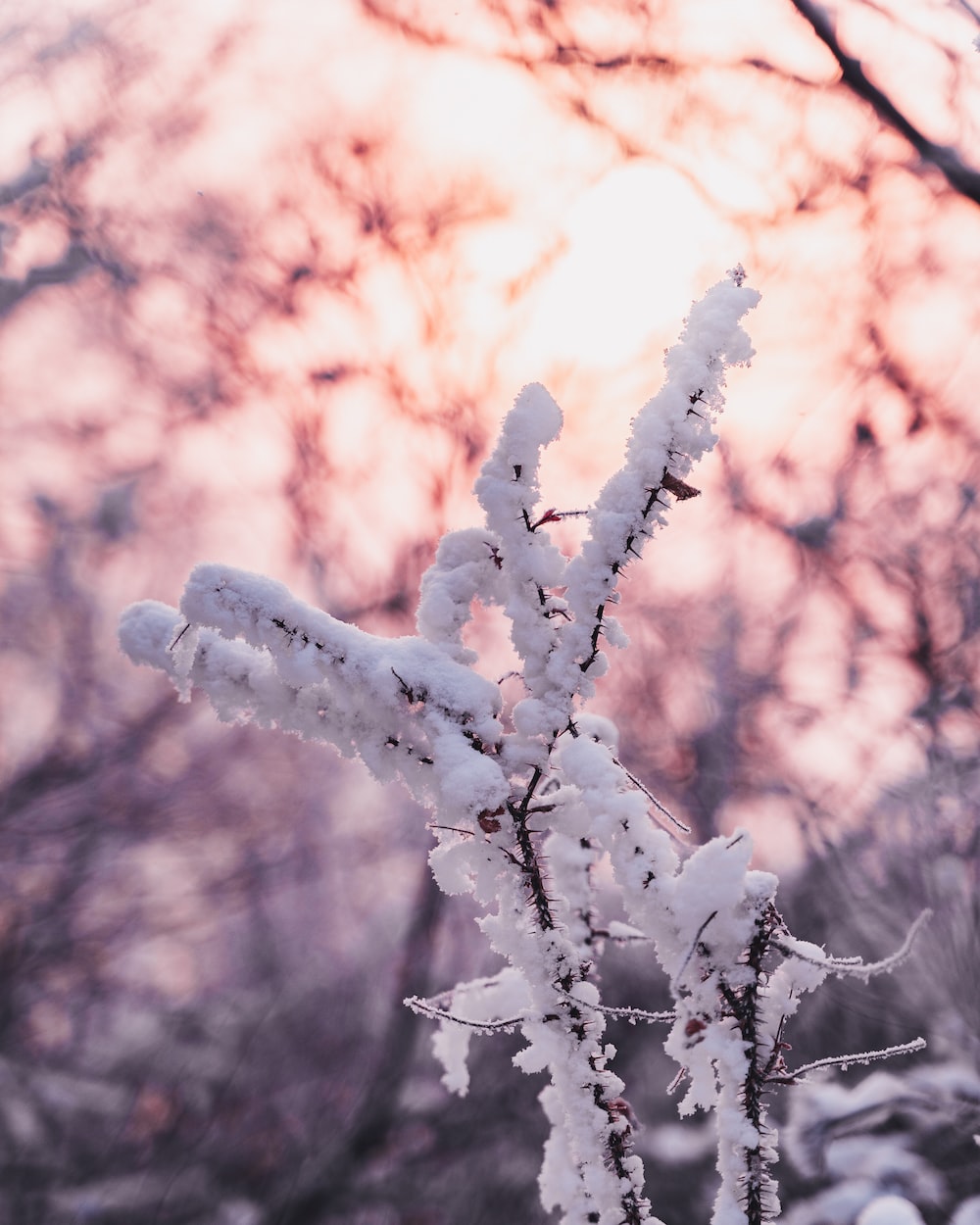 Pink Snow Picture. Download Free Image