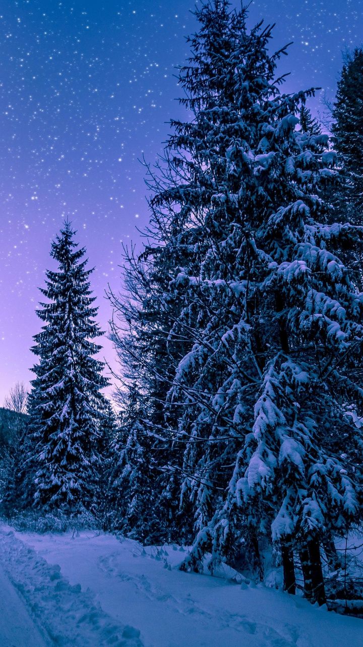 Winter Sky Trees Wallpapers - Wallpaper Cave