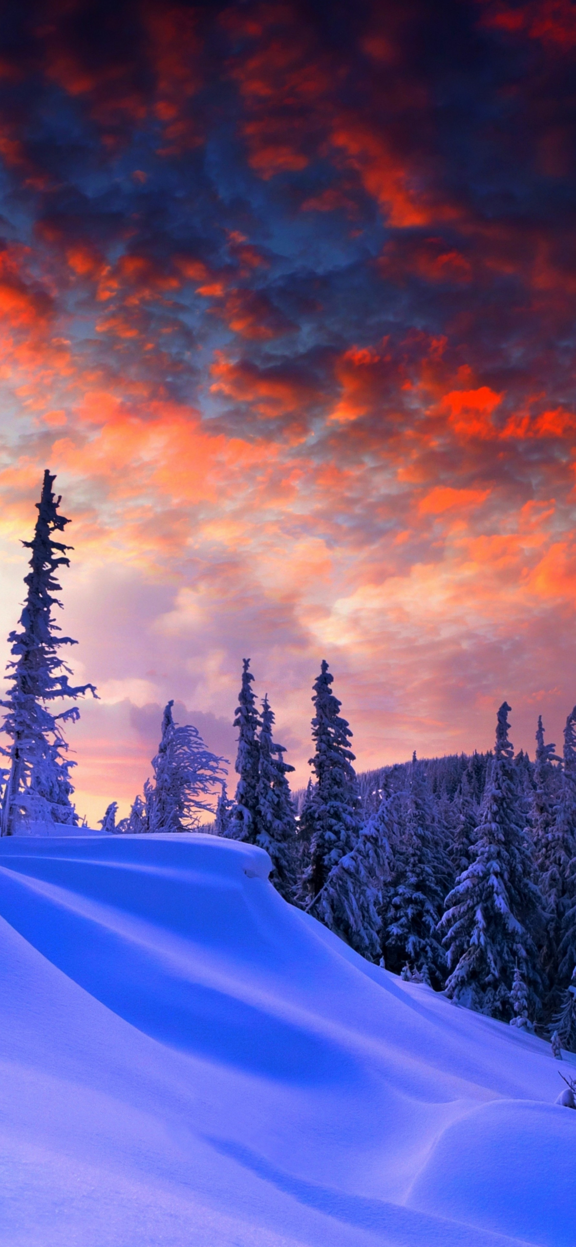 Download wallpaper 1125x2436 winter evening, beautiful sky, trees, clouds, iphone x, 1125x2436 HD background, 1199