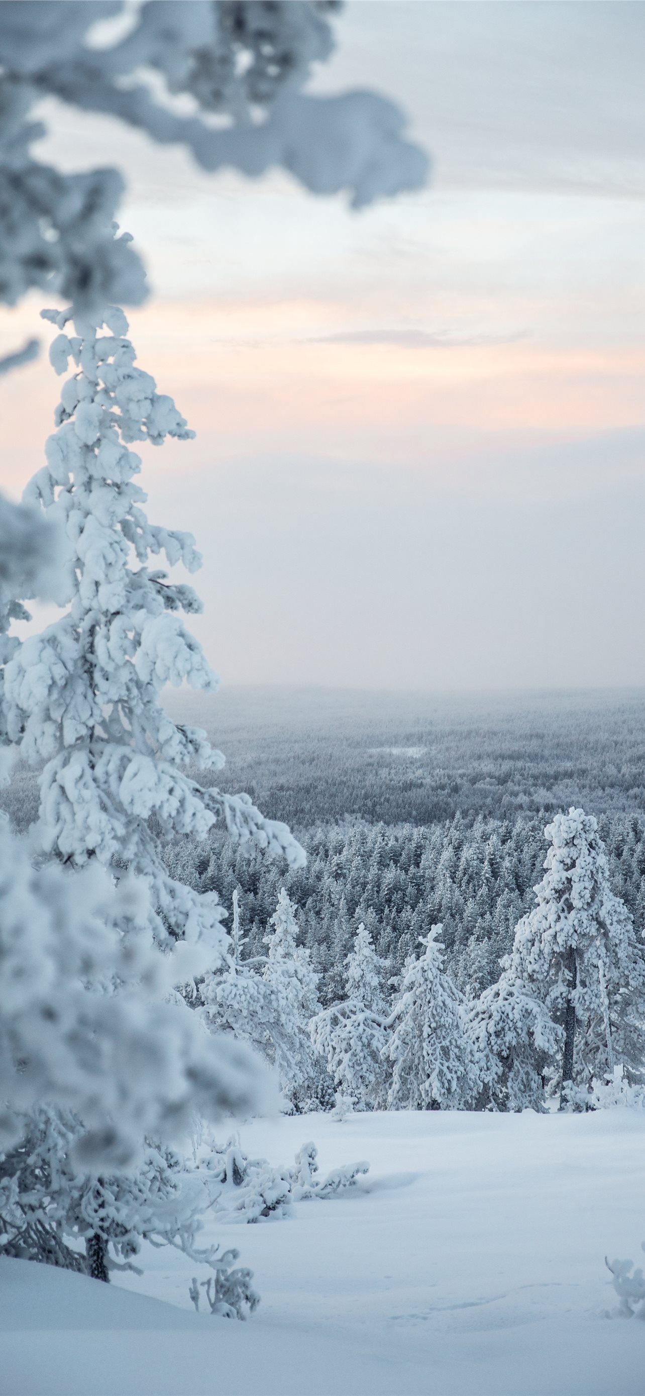 white snow covered tree during daytime iPhone Wallpaper Free Download